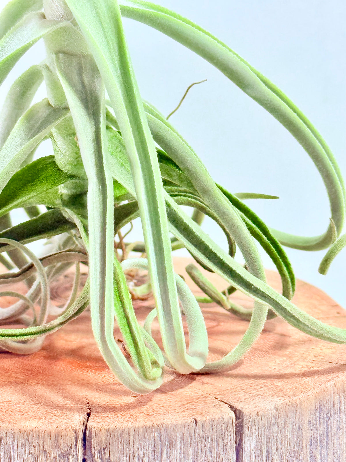 Tillandsia Duratii S + Rodaja de Madera