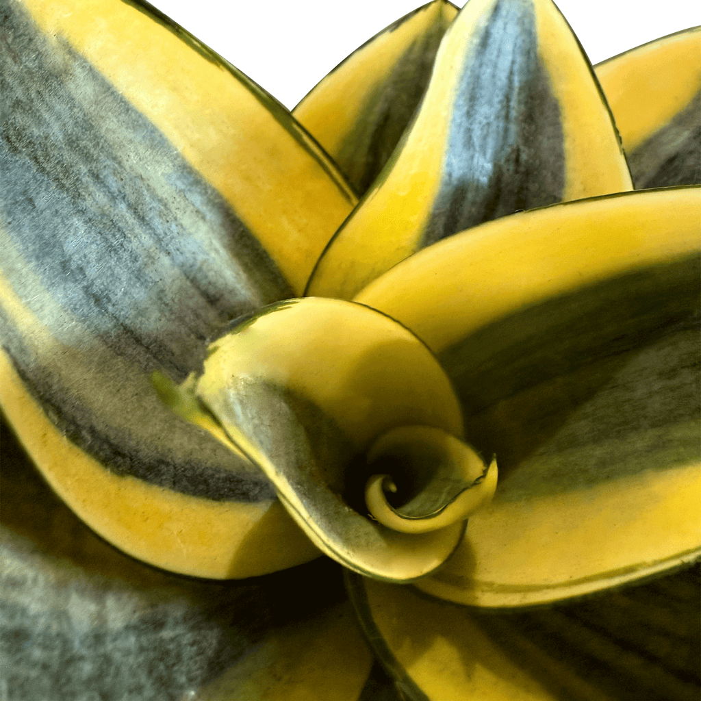 Koke Sansevieria Golden Hahnii