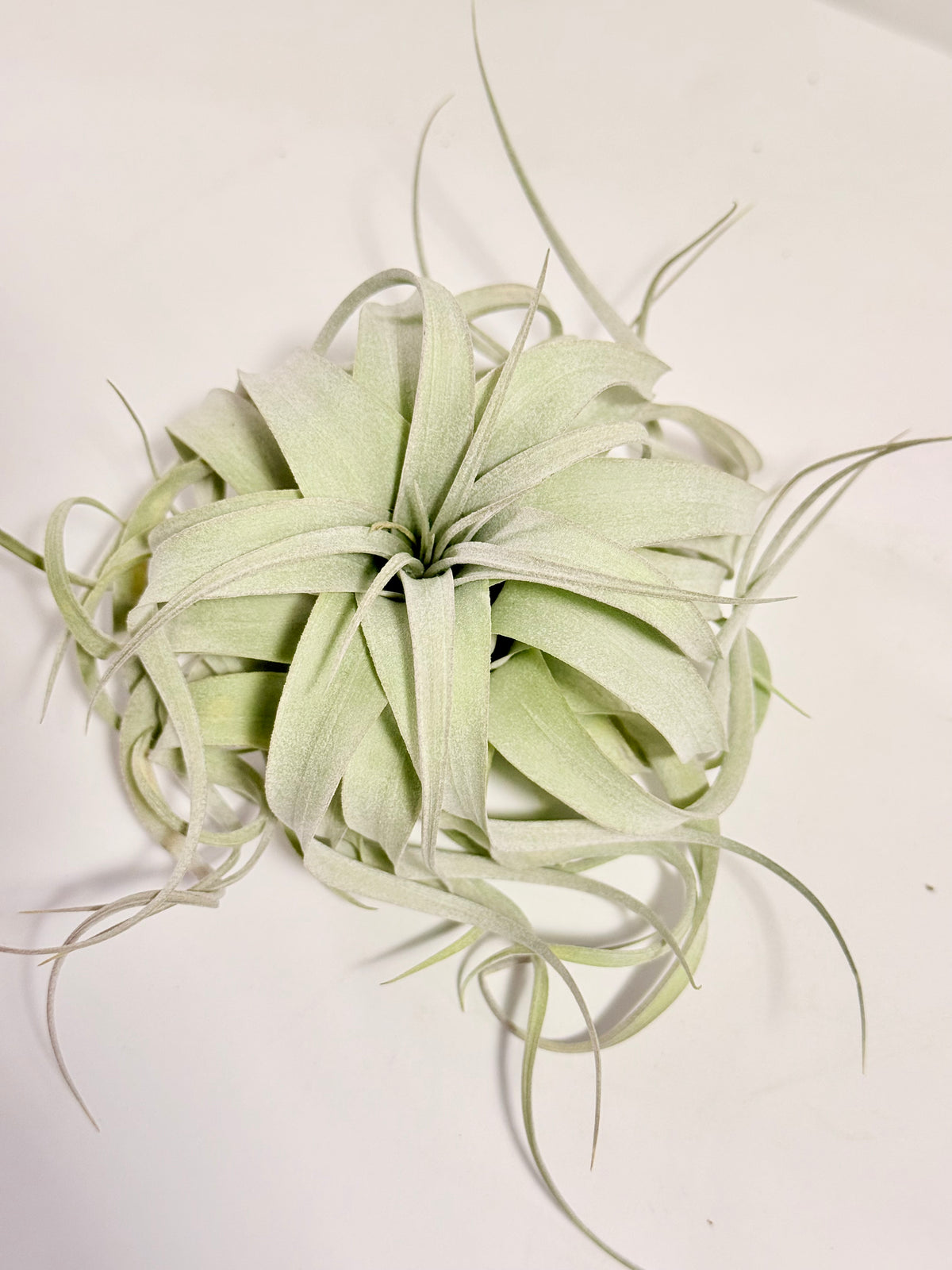 Till. Xerographica S