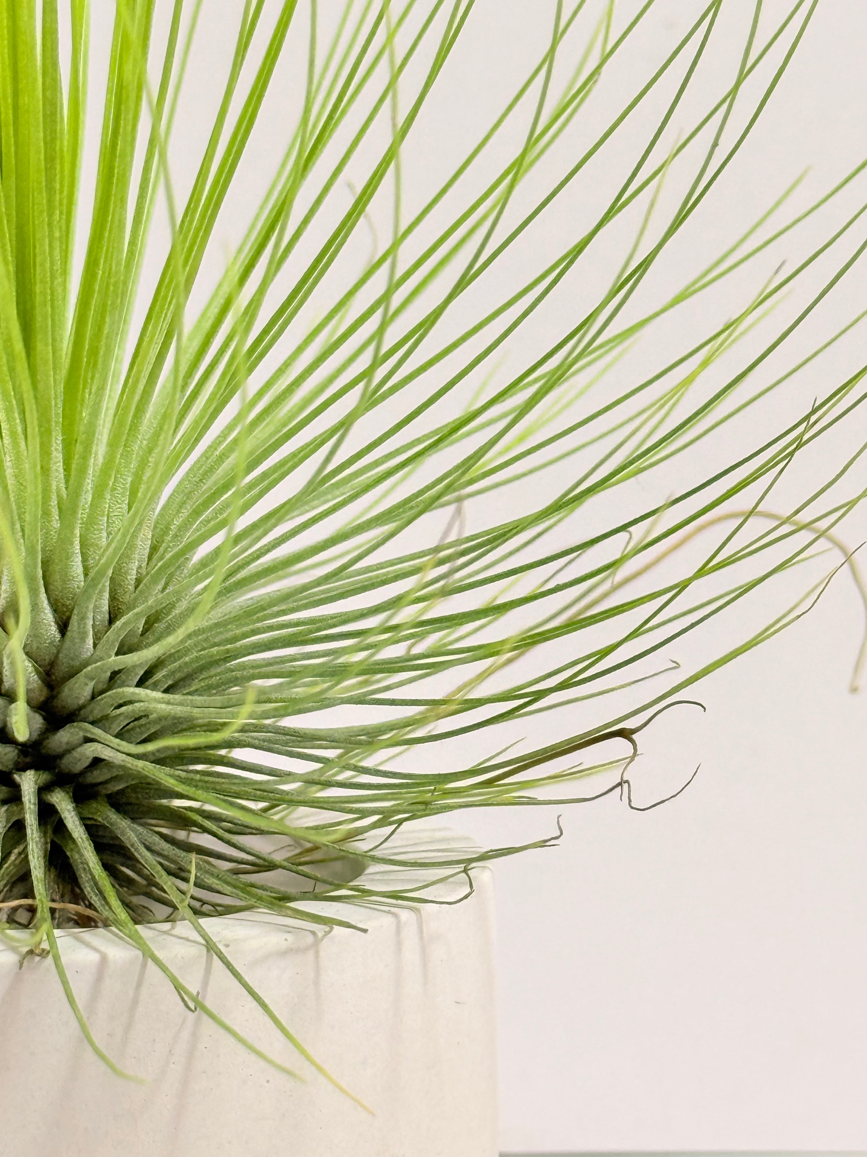 Tillandsia  Andreana M + matera