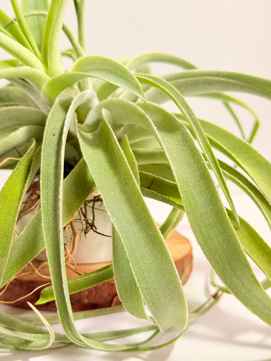 Tillandsia Cacticola regular form botón