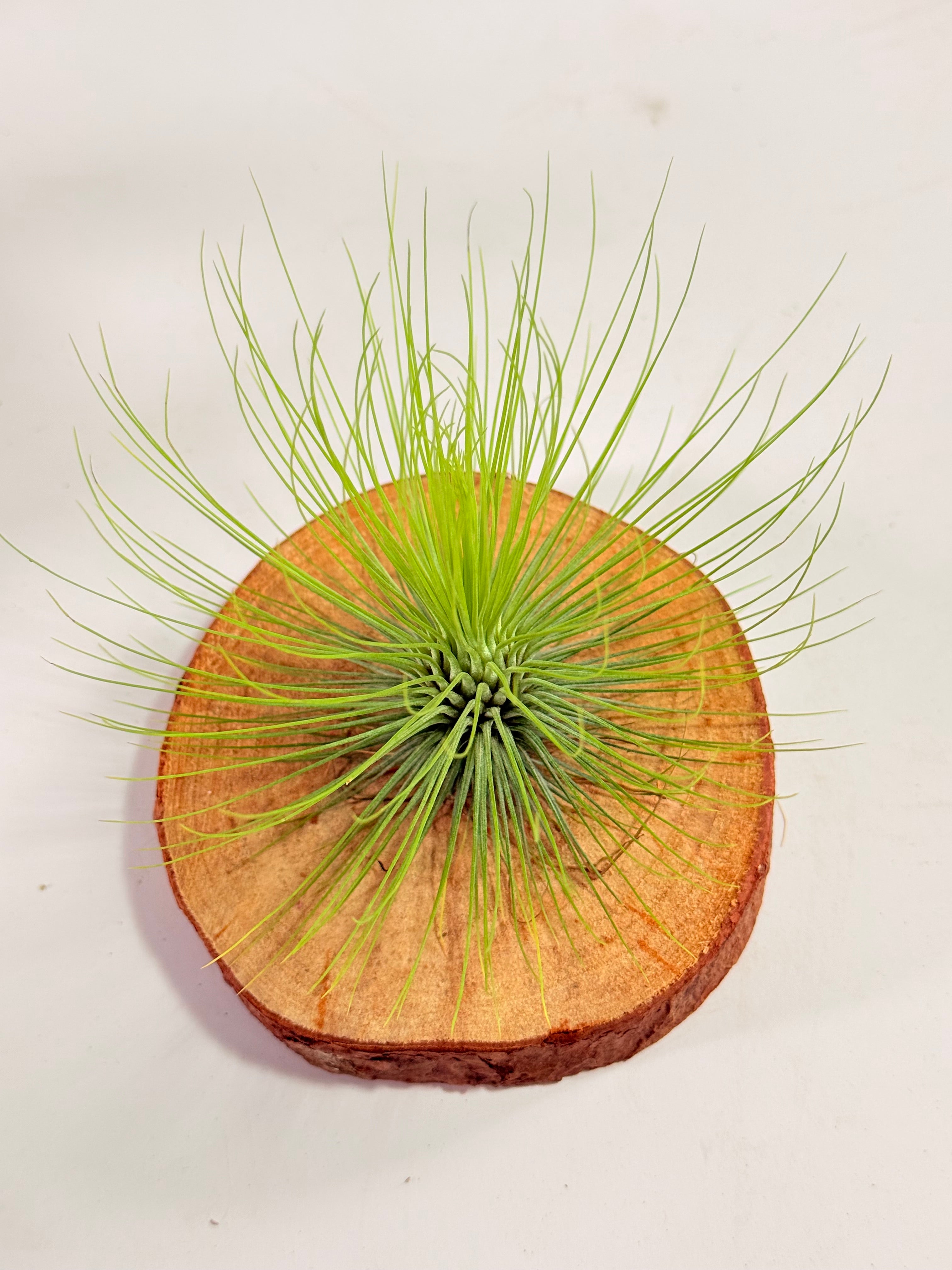 Tillandsia  Andreana M + matera