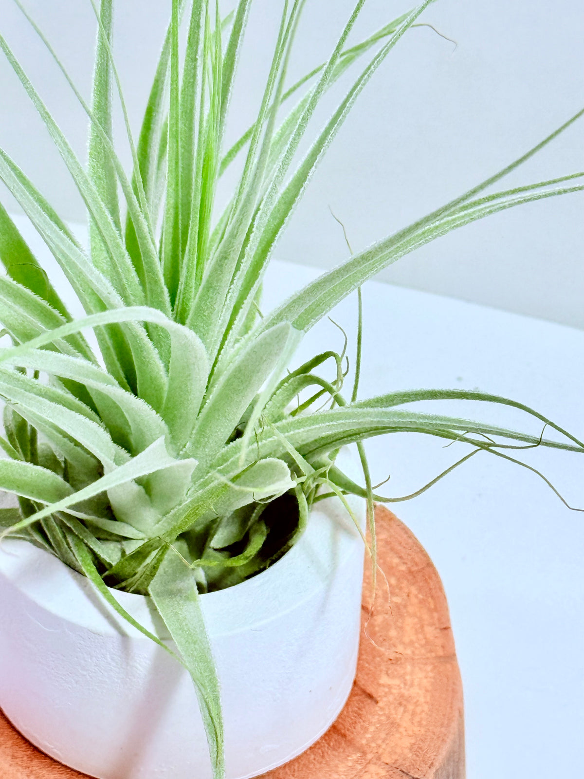 Tillandsia gardneri