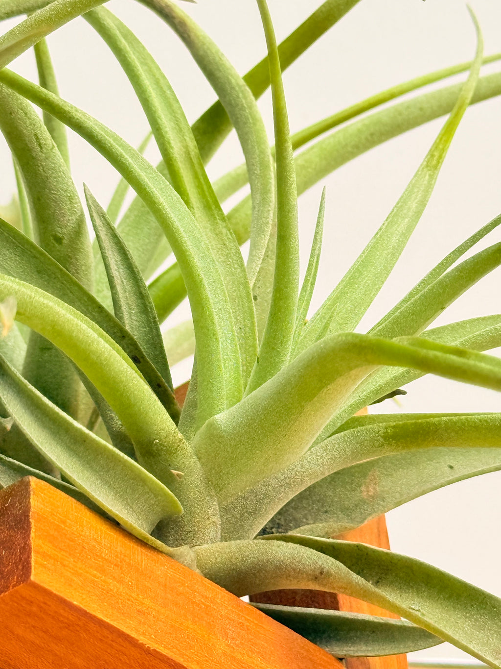 Kit Till. Pholiana x3 + plant force + base madera teca