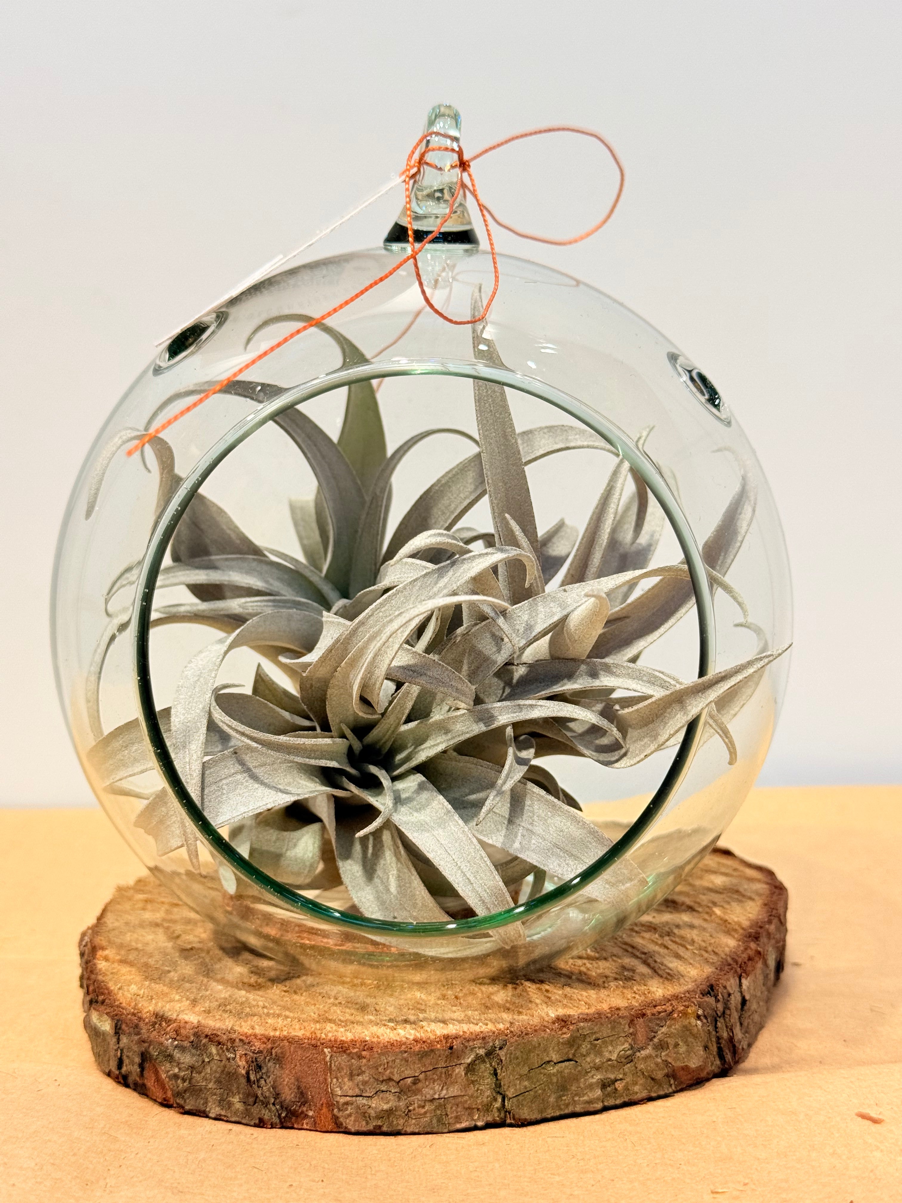 Till. Yellow Star mini x3 terrario + base