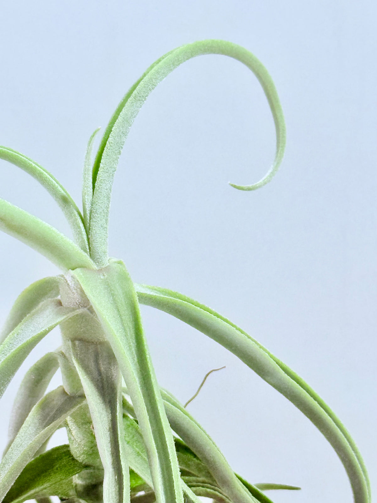 Tillandsia Duratii S