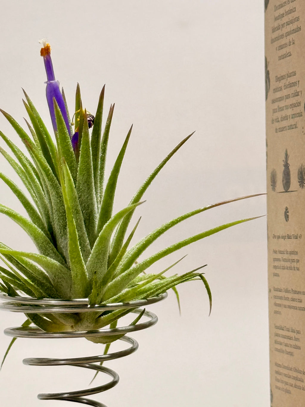Kit Till. Ionantha + madera + espiral + fertilizante