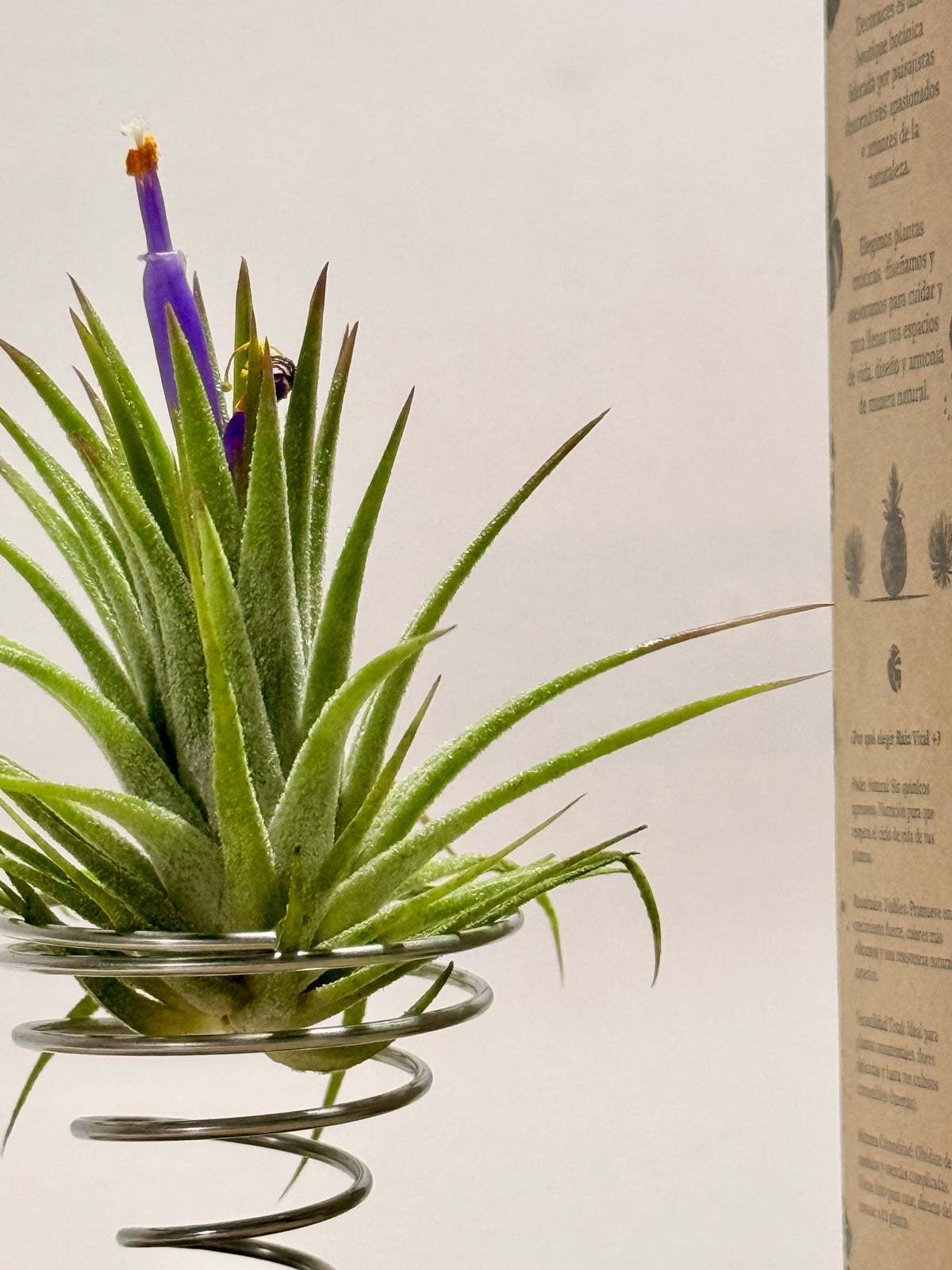 Kit Till. Ionantha + madera + espiral + fertilizante