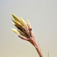 Till. Tectorum