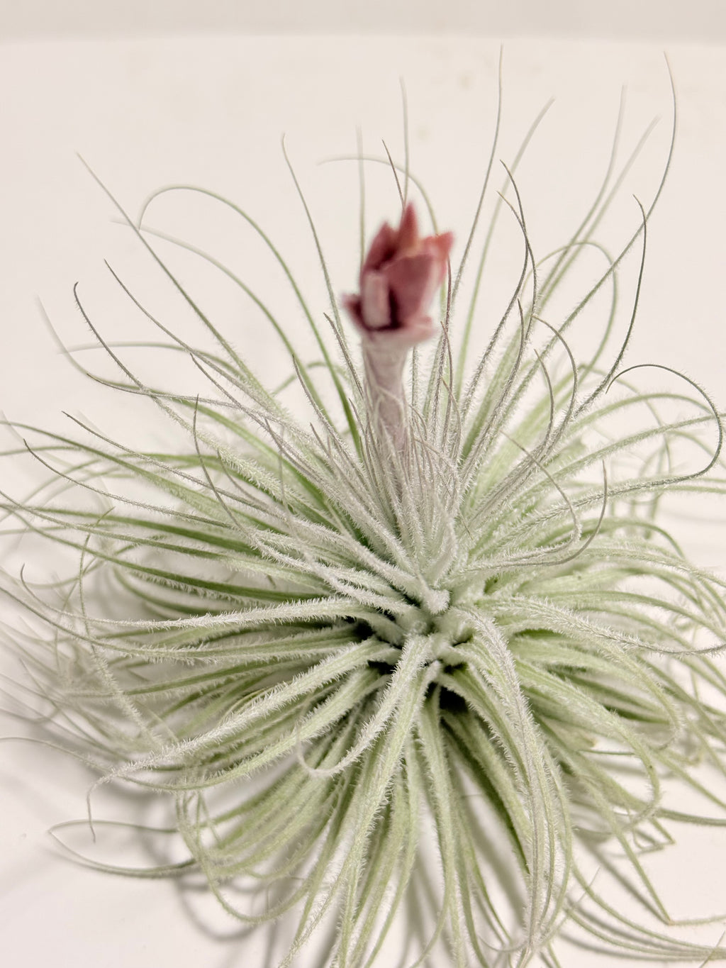 Tillandsia  Tectorum