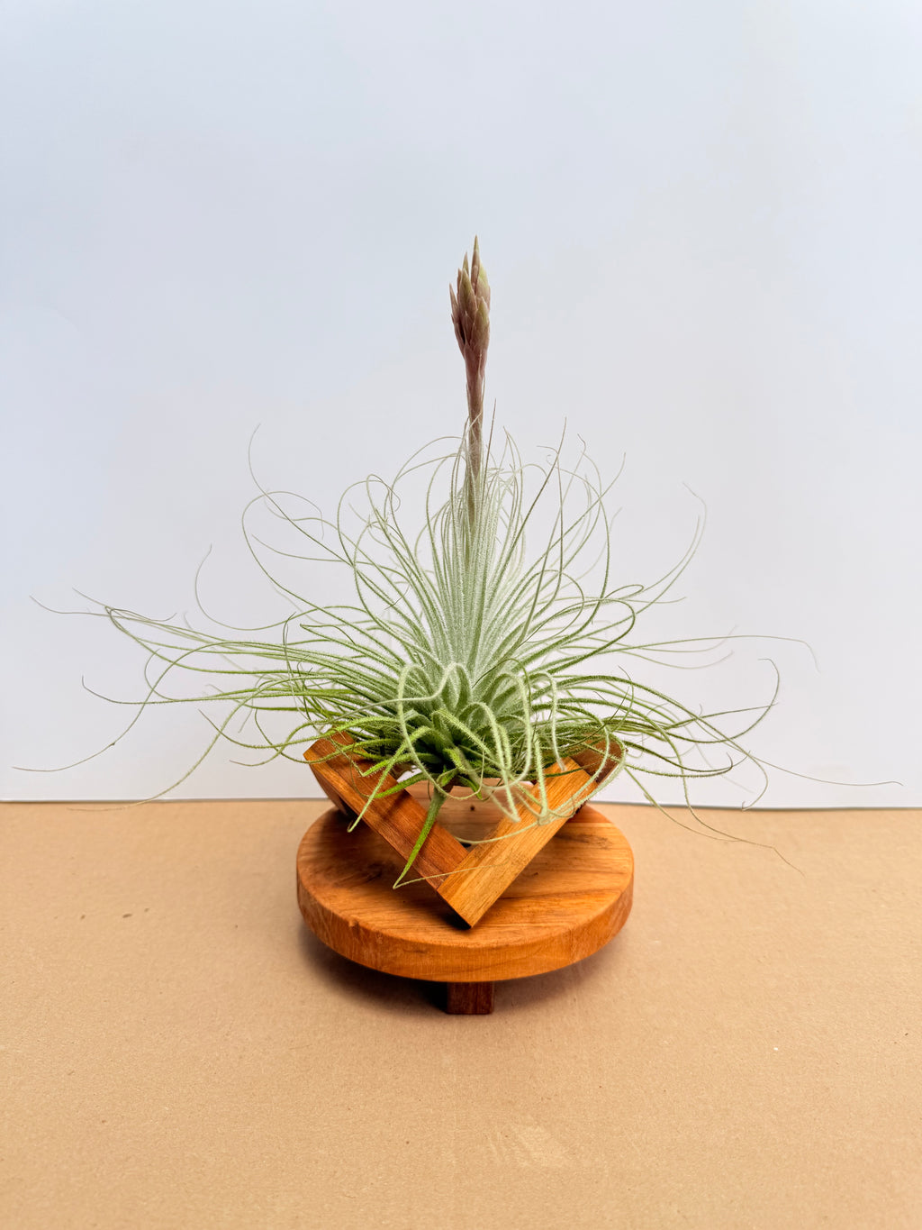 Kit Till. Tectorum + plant force + base madera teca