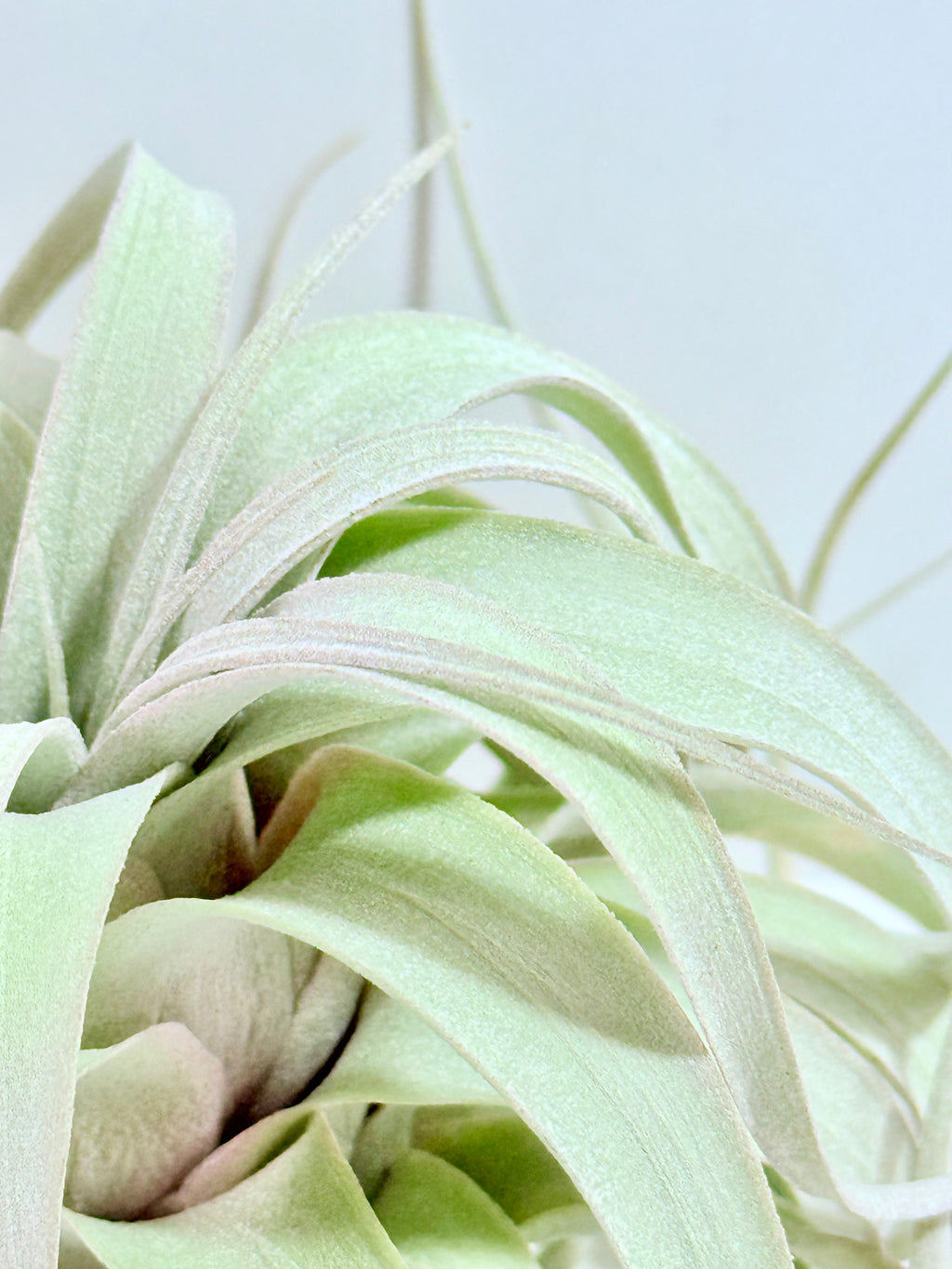 Till. Xerographica S