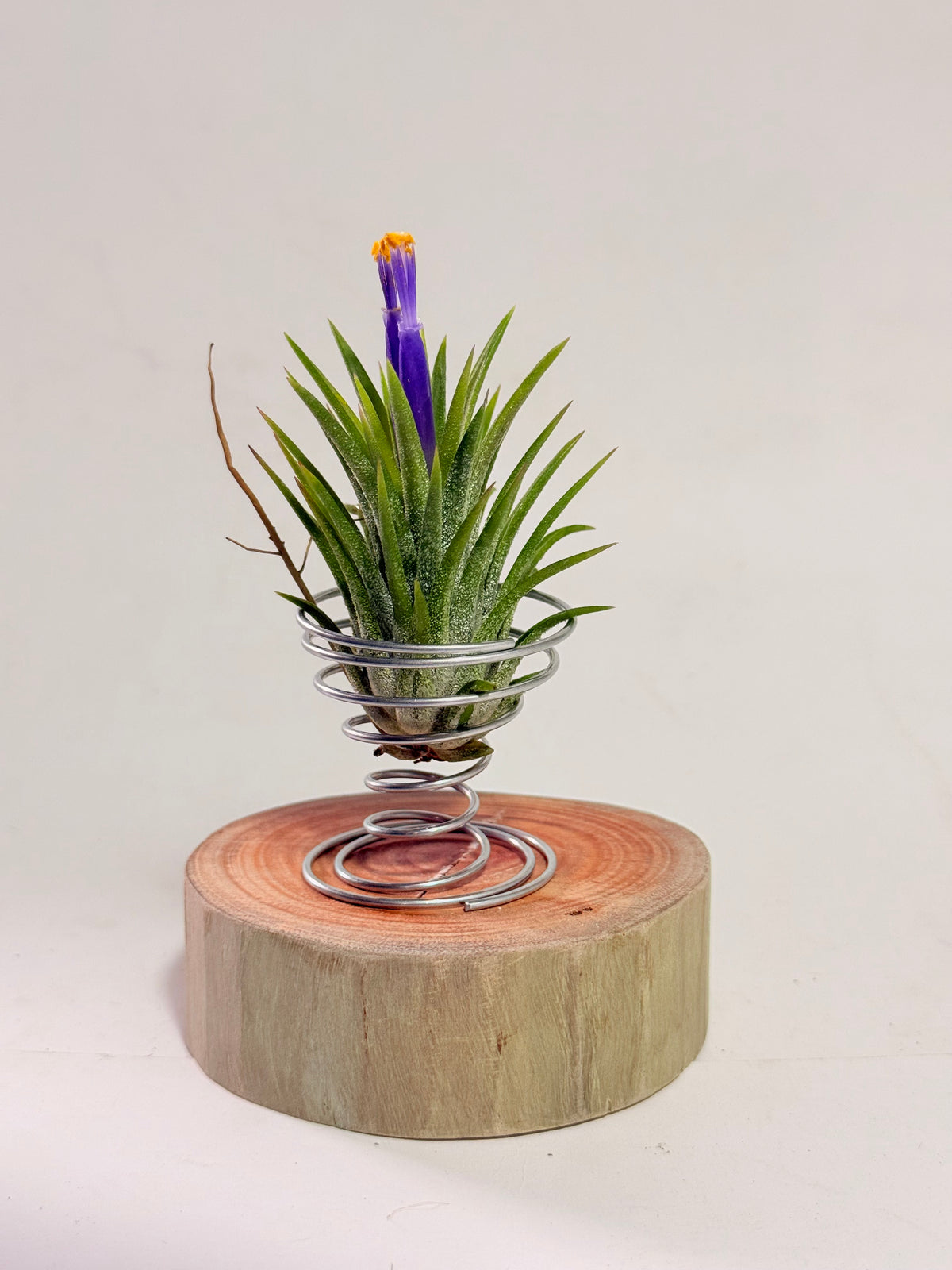 Till. Ionantha + espiral + rodaja madera