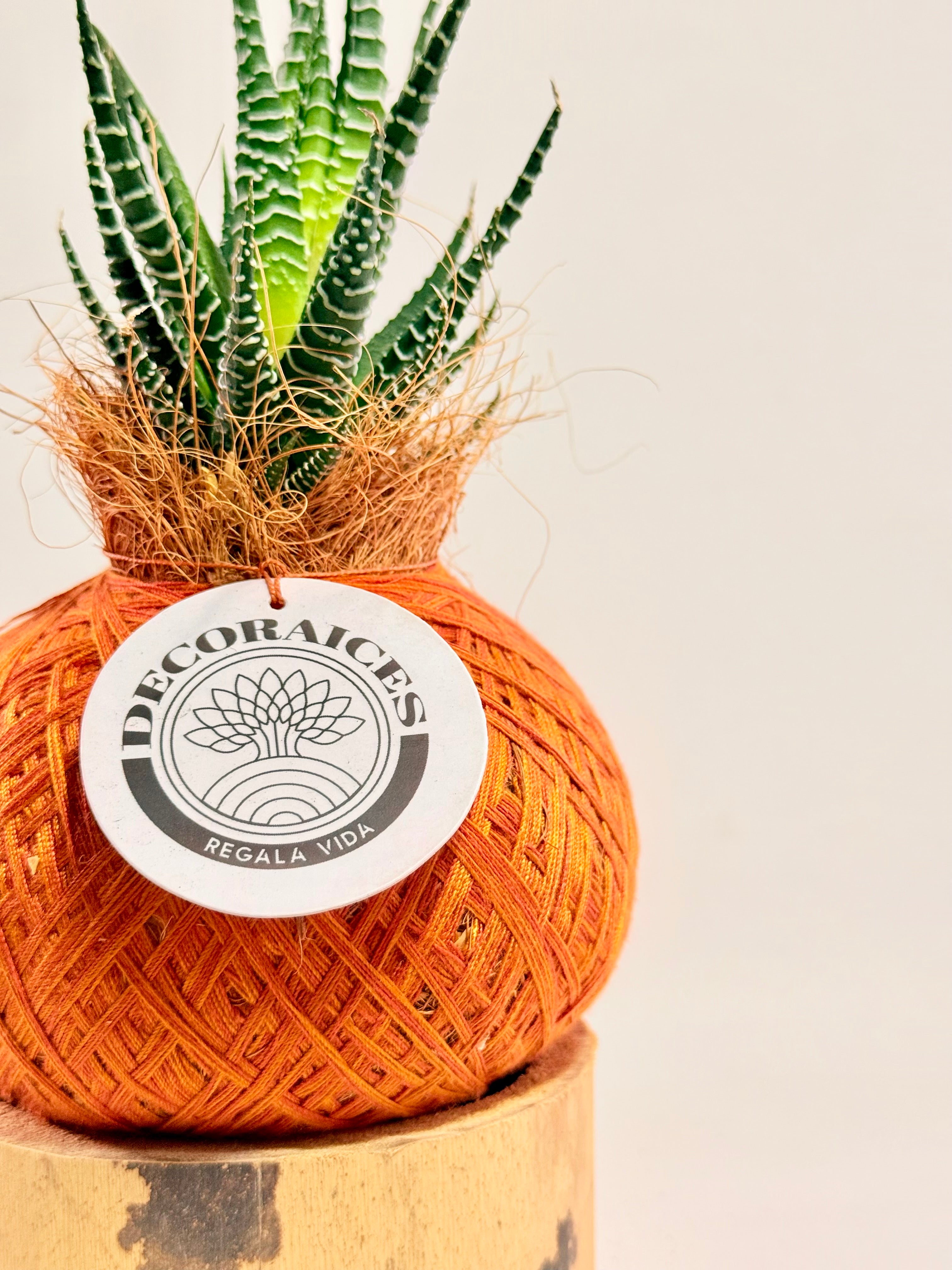 Kokedama mini Sabillón Cebra + base guadua