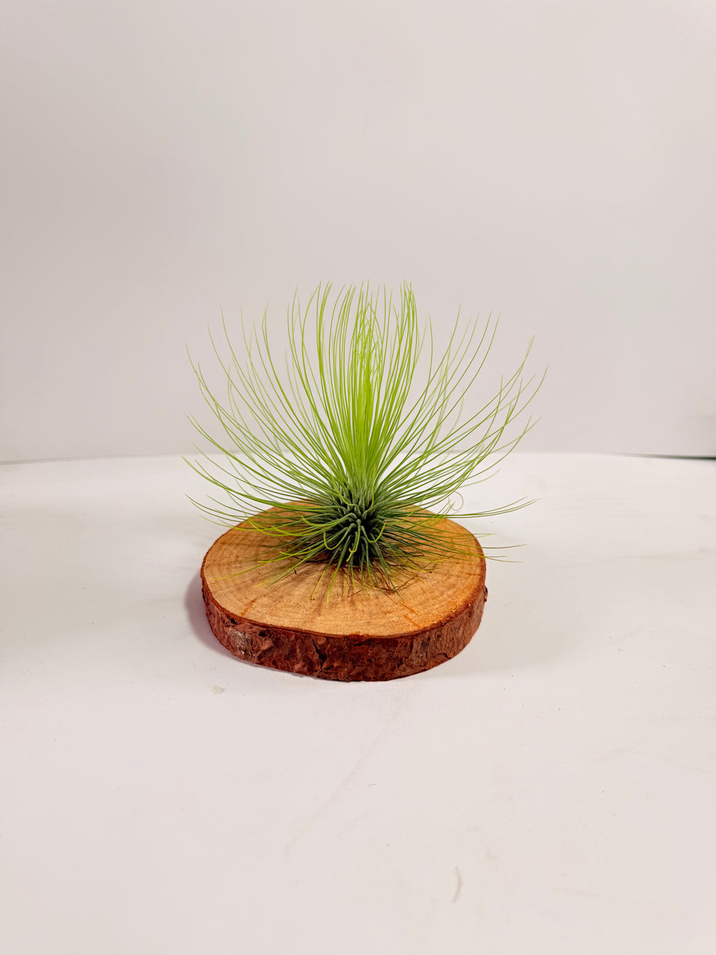 Tillandsia  Andreana M + matera