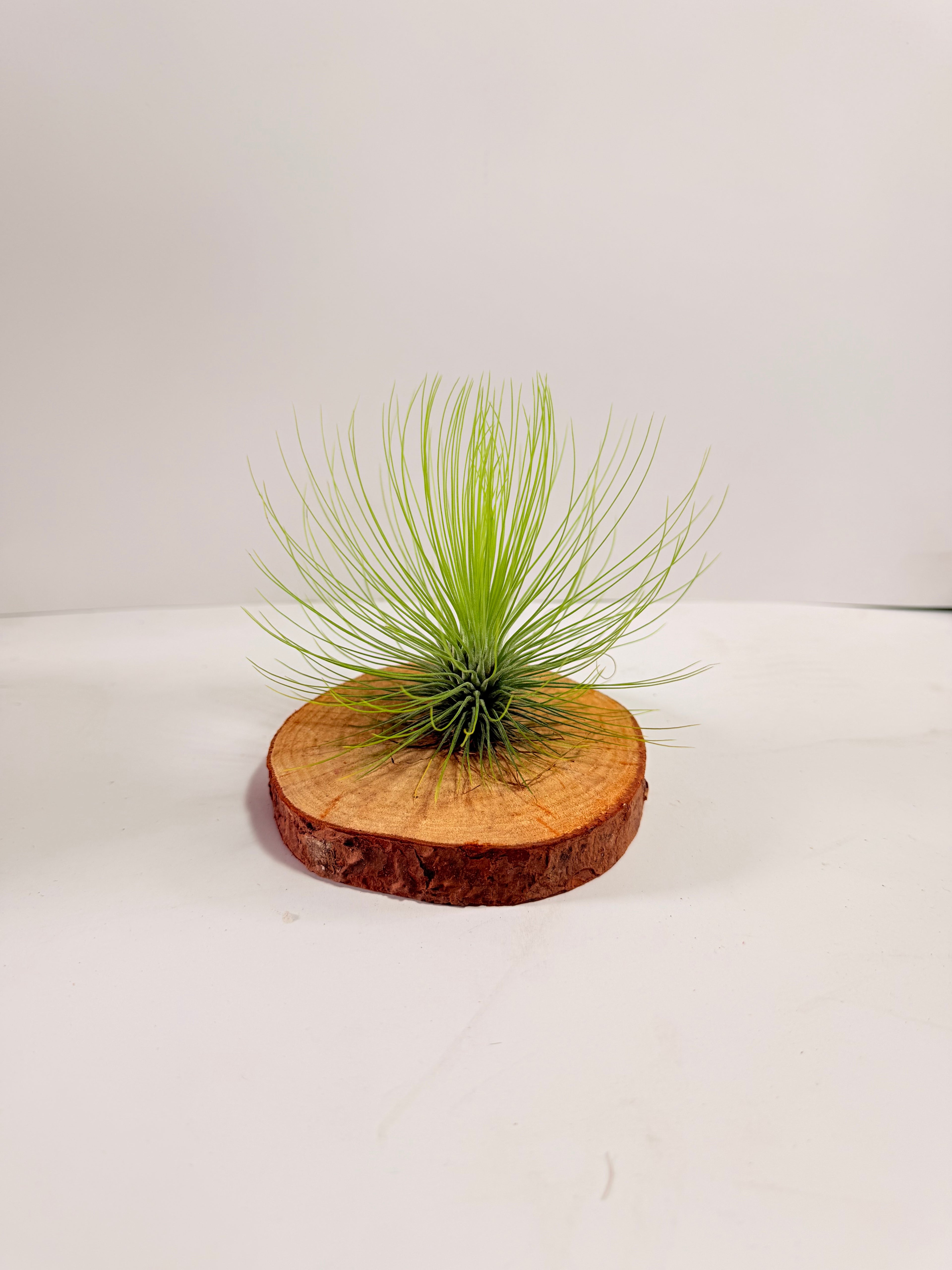 Tillandsia  Andreana M + matera