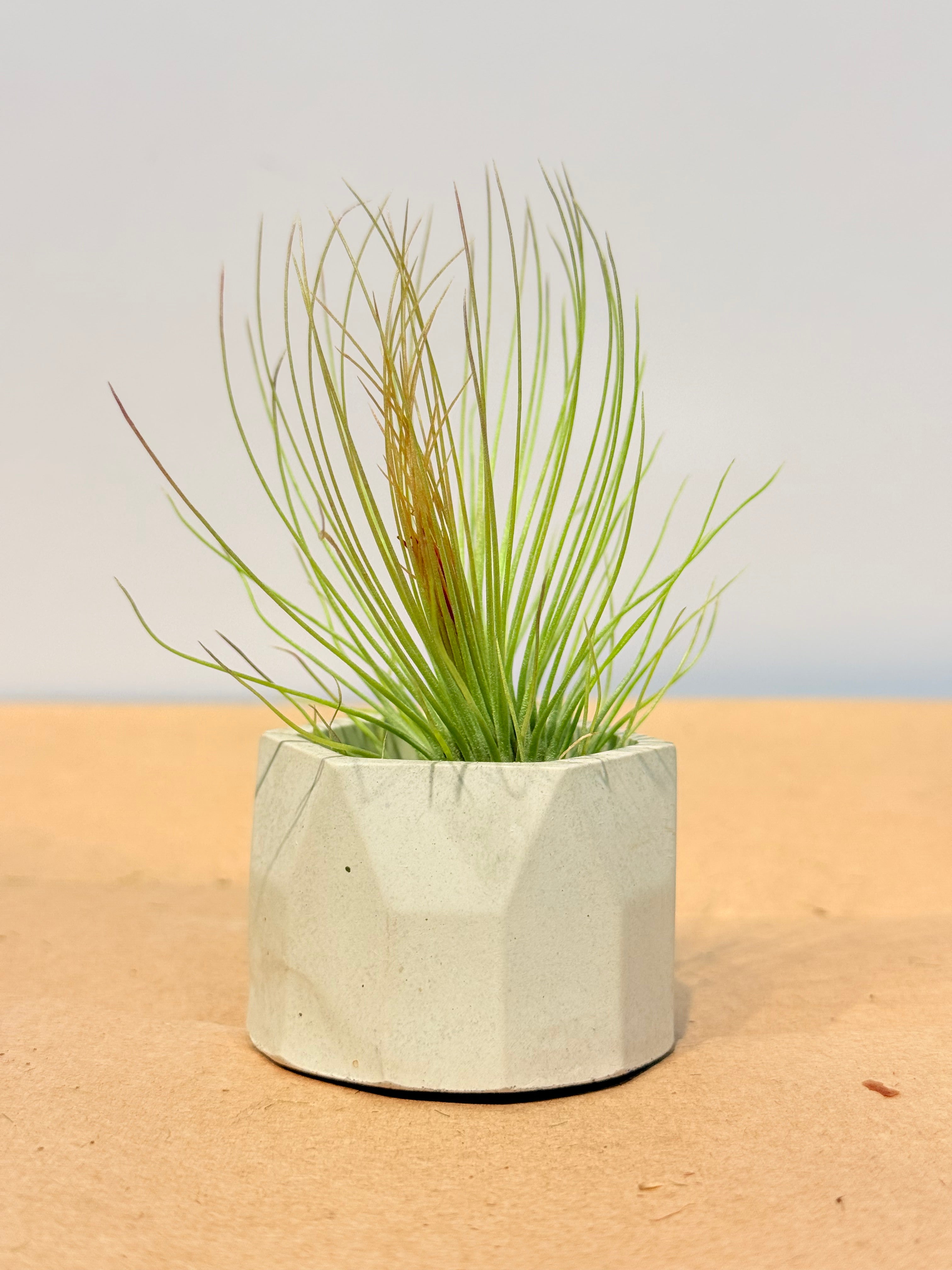 Till. Colección 3.3 + materas