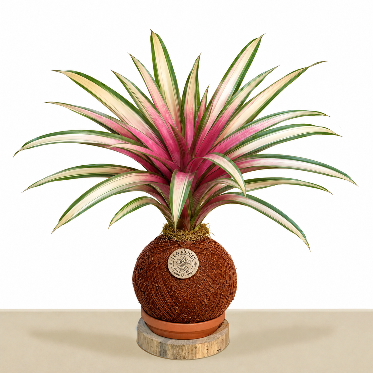 Kokedama Bromelia zanhii variegata