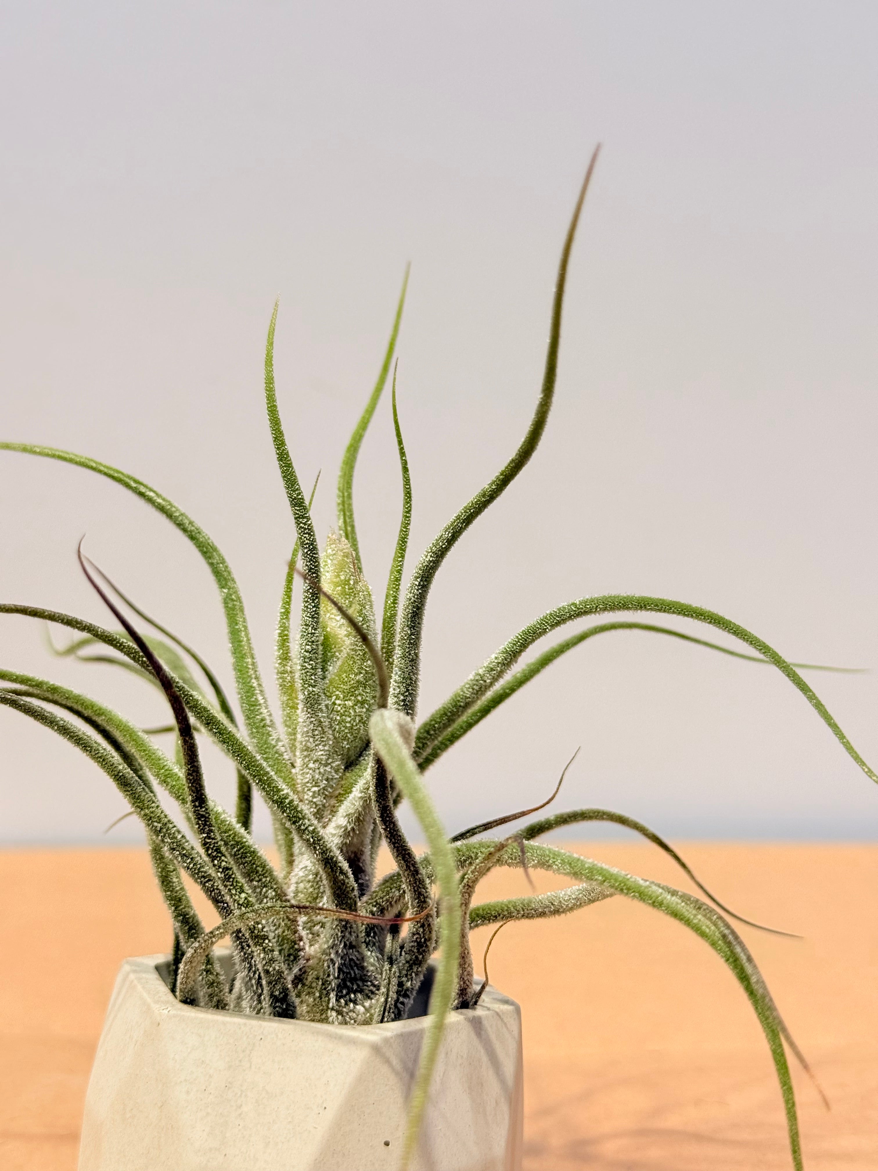 Till. Guatemala + matera