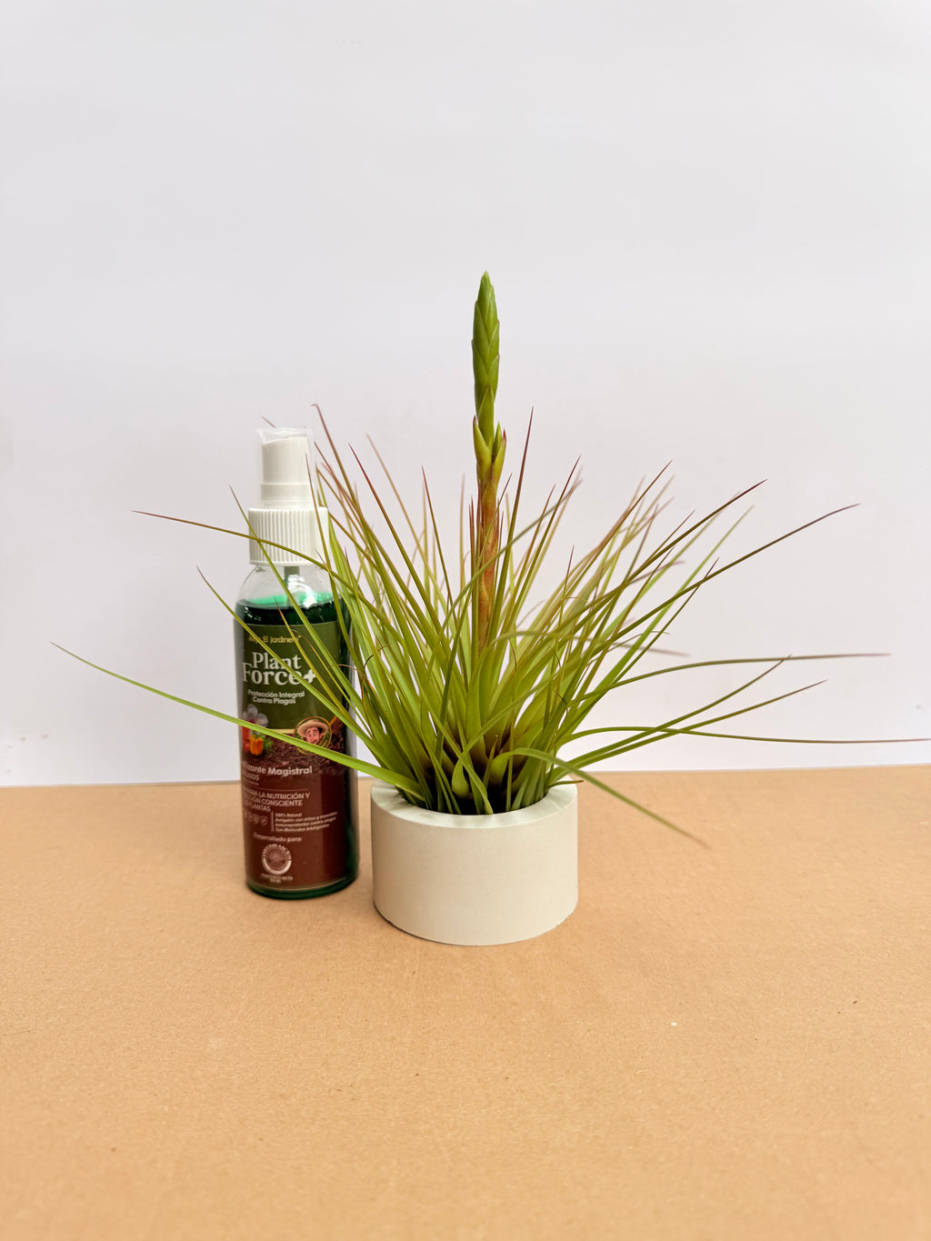 Kit Till. Tricolor + plant force + matera