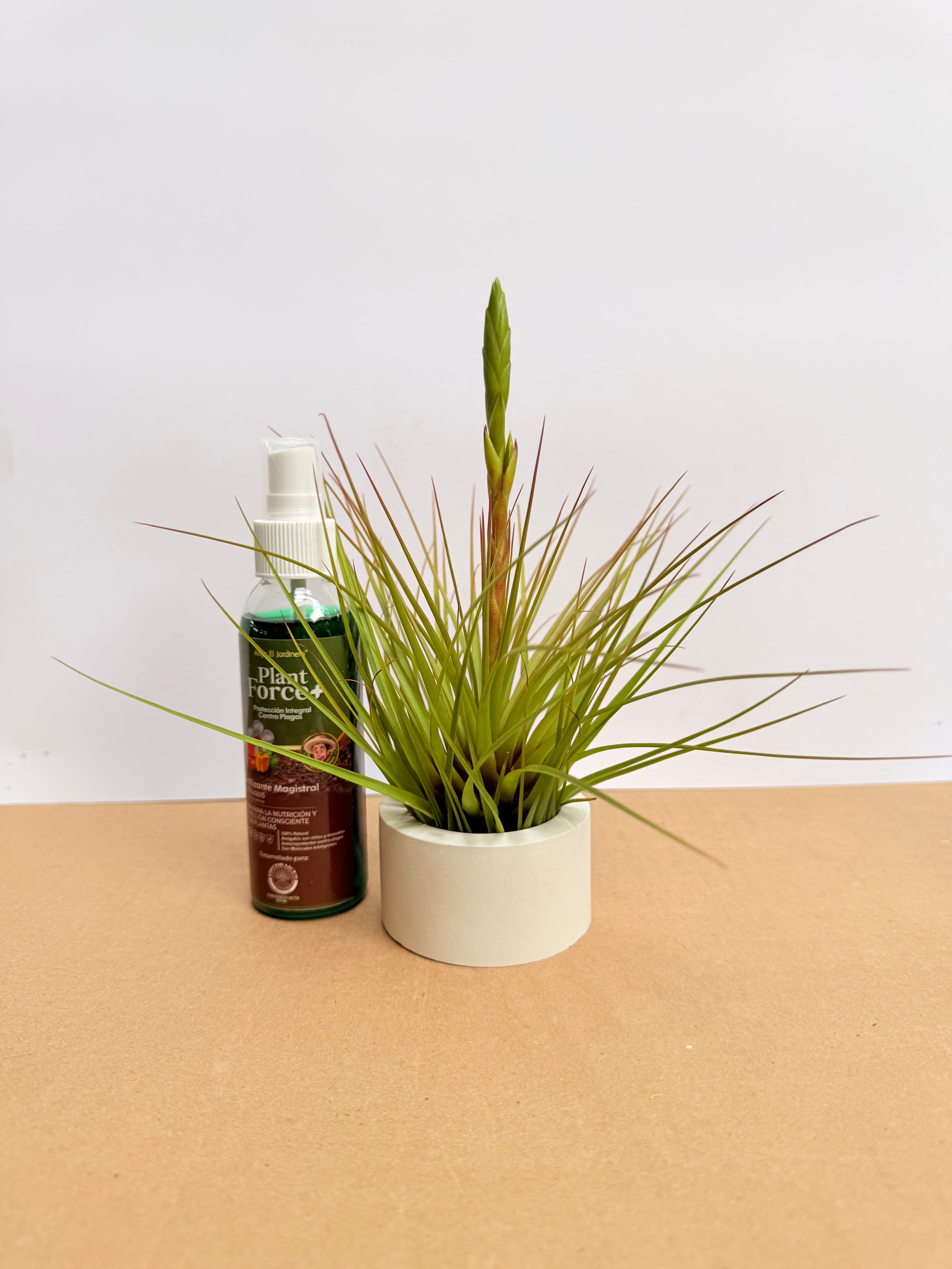 Kit Till. Tricolor + plant force + matera