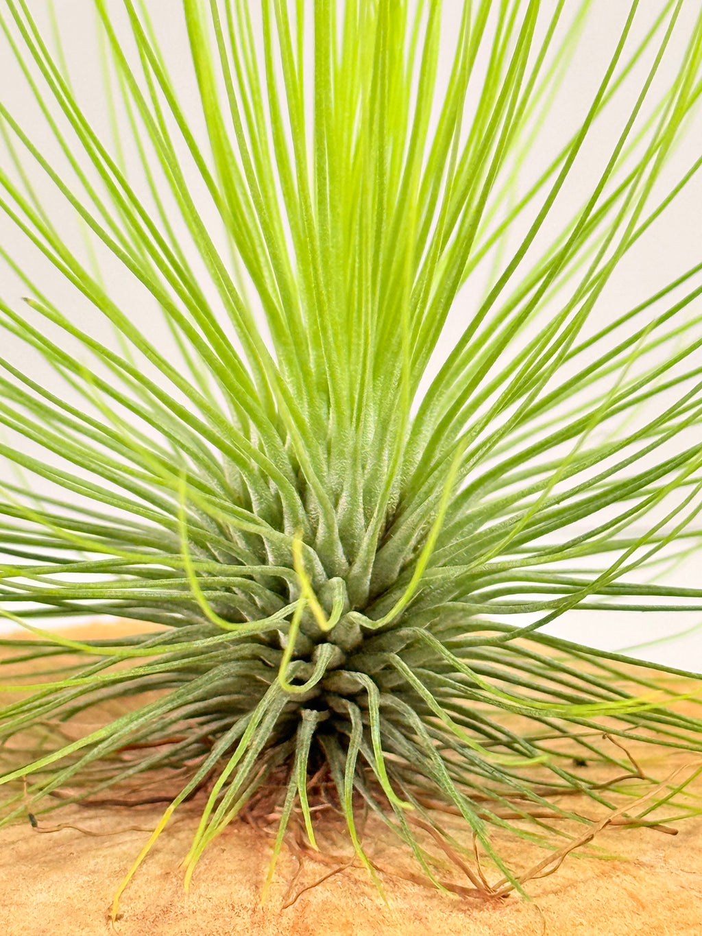 Tillandsia  Andreana M + matera