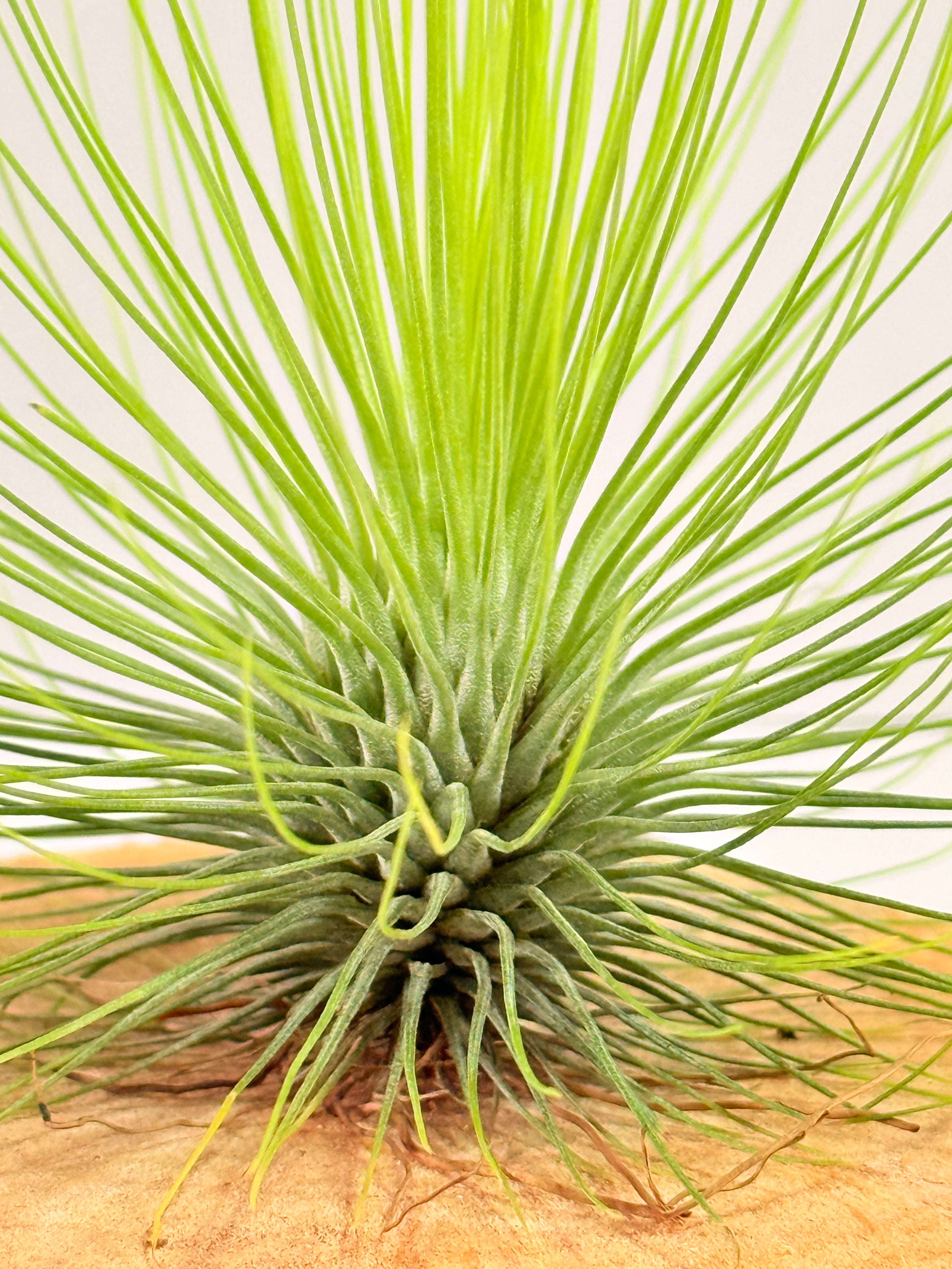 Tillandsia  Andreana M + matera