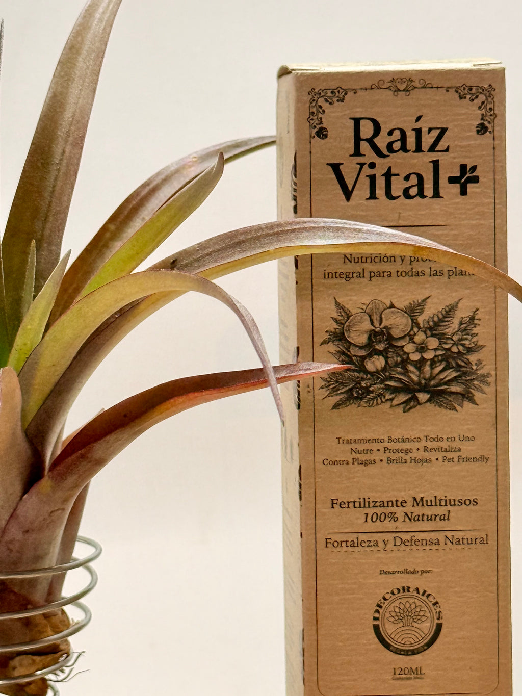 Kit Till. Red Capitata Salmon mini + espiral + rodaja de madera + fertilizante