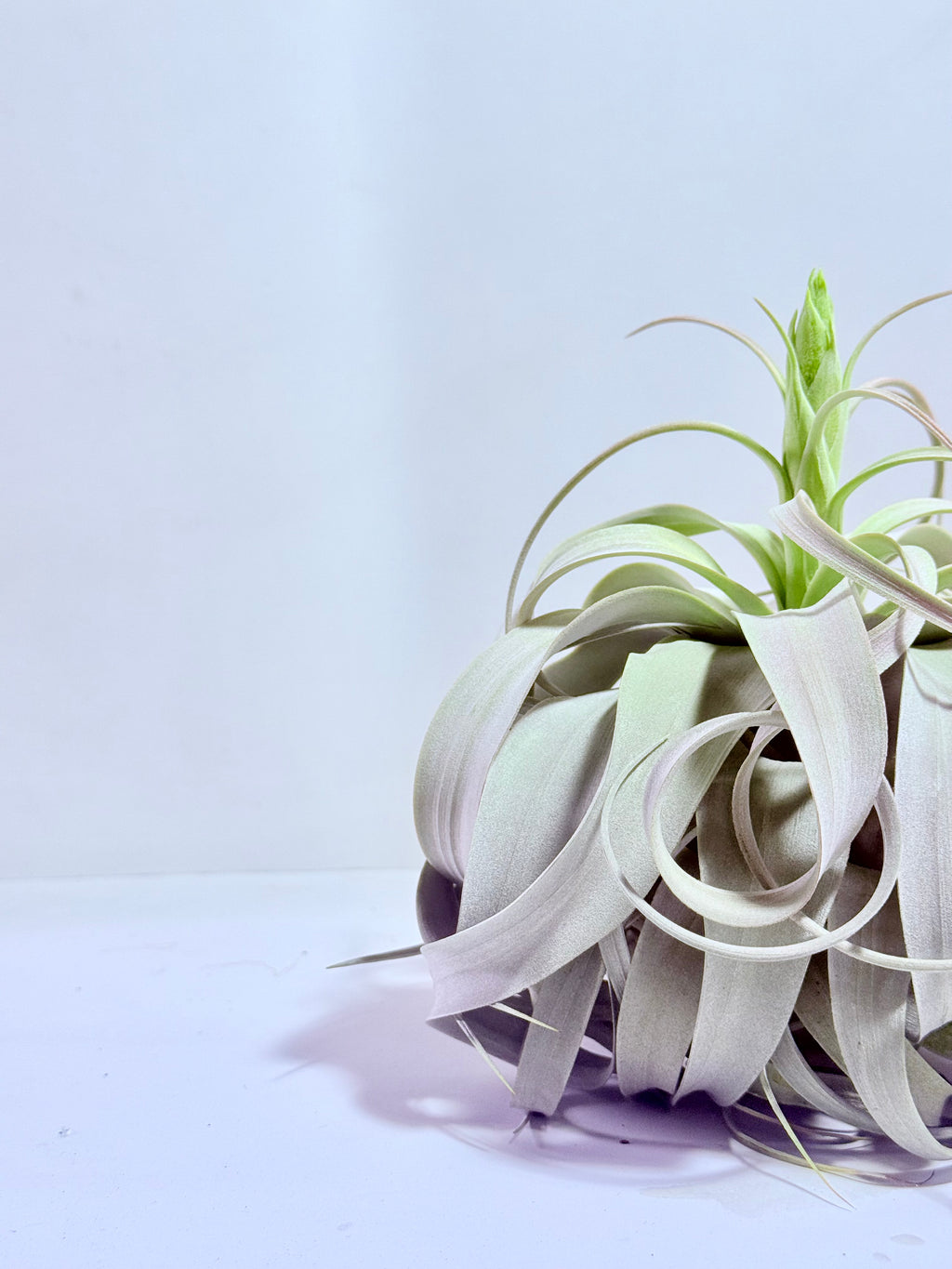 Till. Xerographica XL con botón