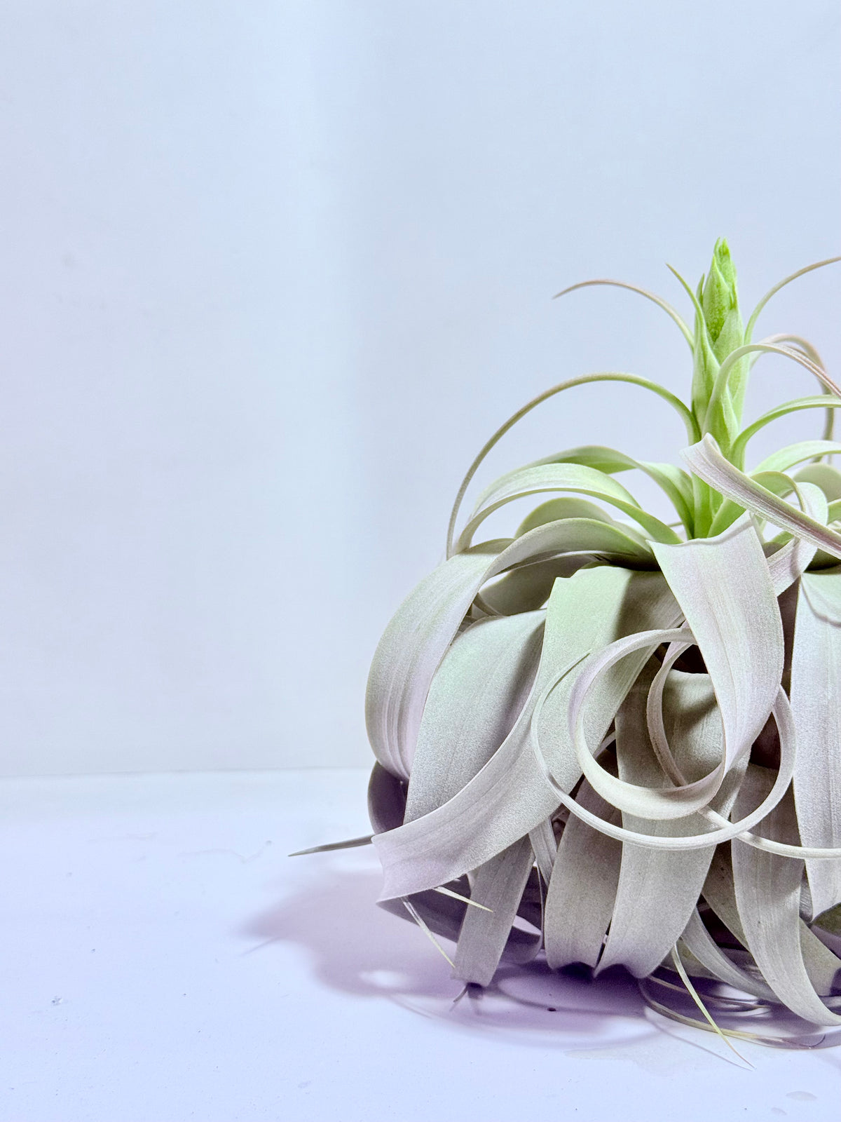Till. Xerographica XL con botón