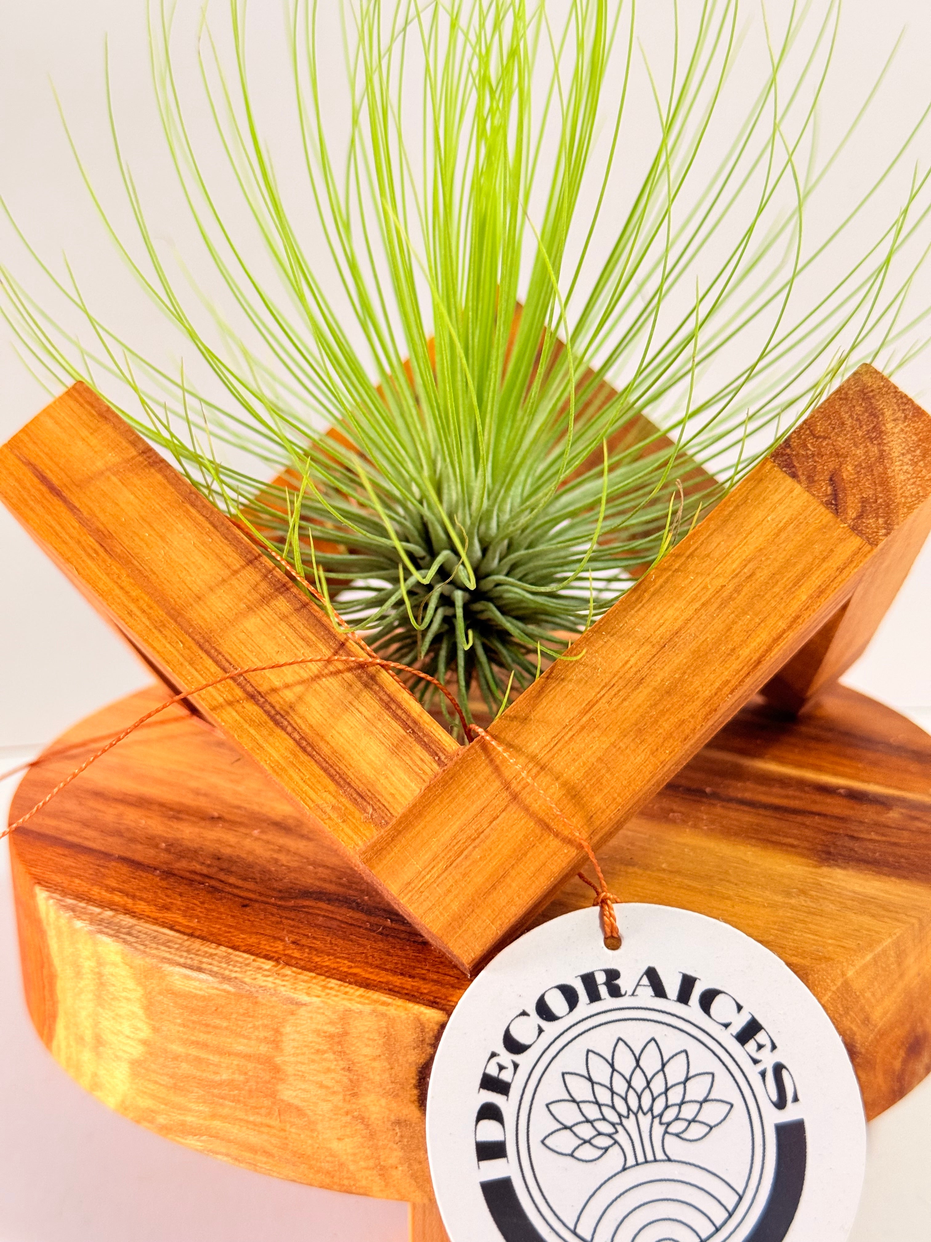 Tillandsia  Andreana M + matera