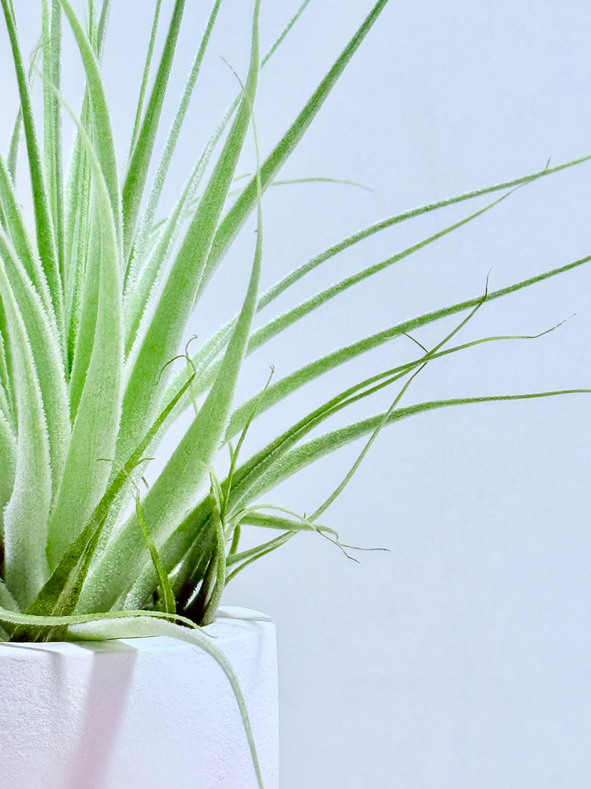 Tillandsia gardneri
