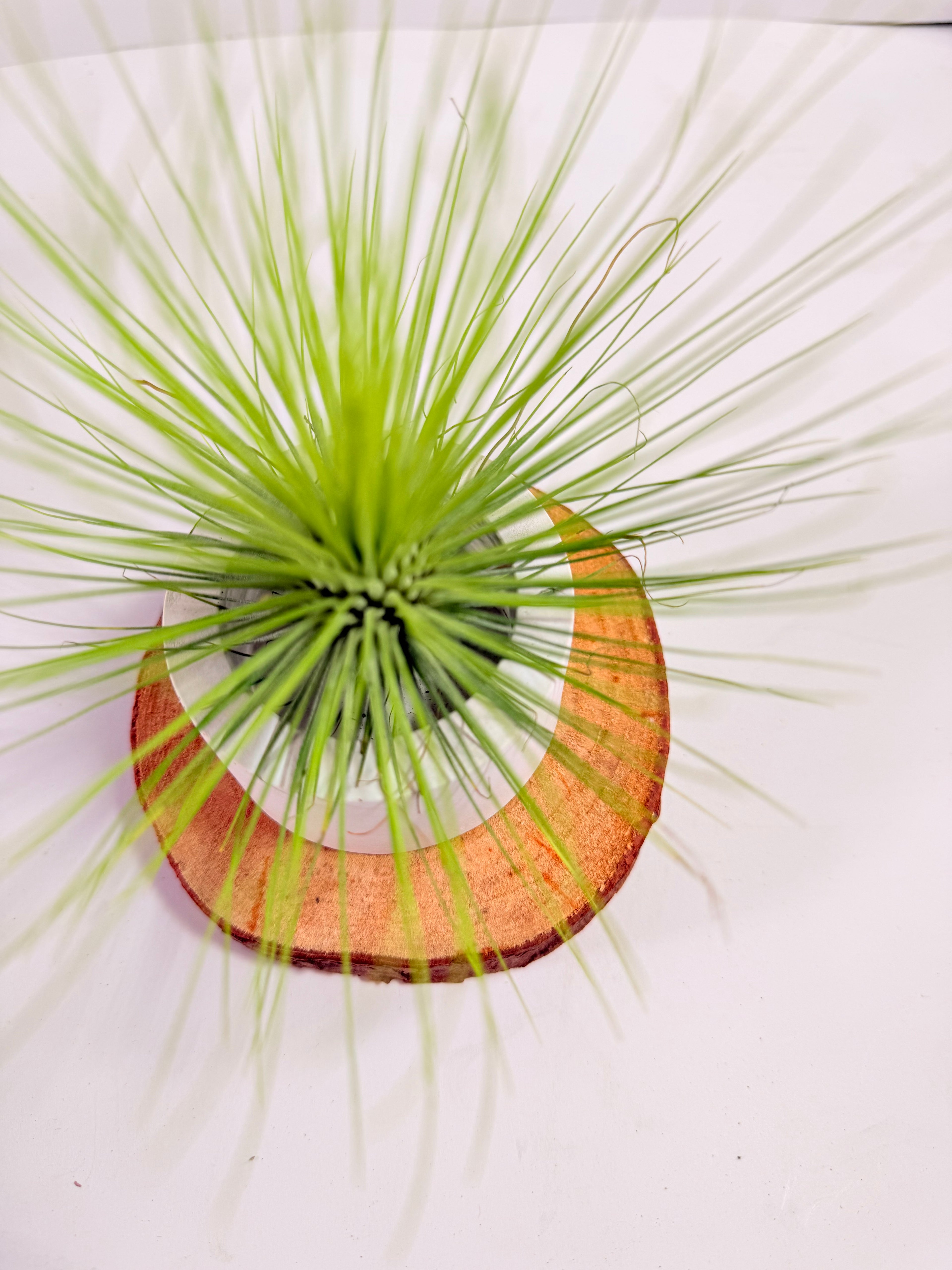 Tillandsia  Andreana M + matera