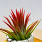 Till. Ionantha red
