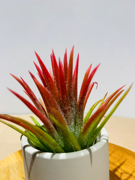 Till. Ionantha red