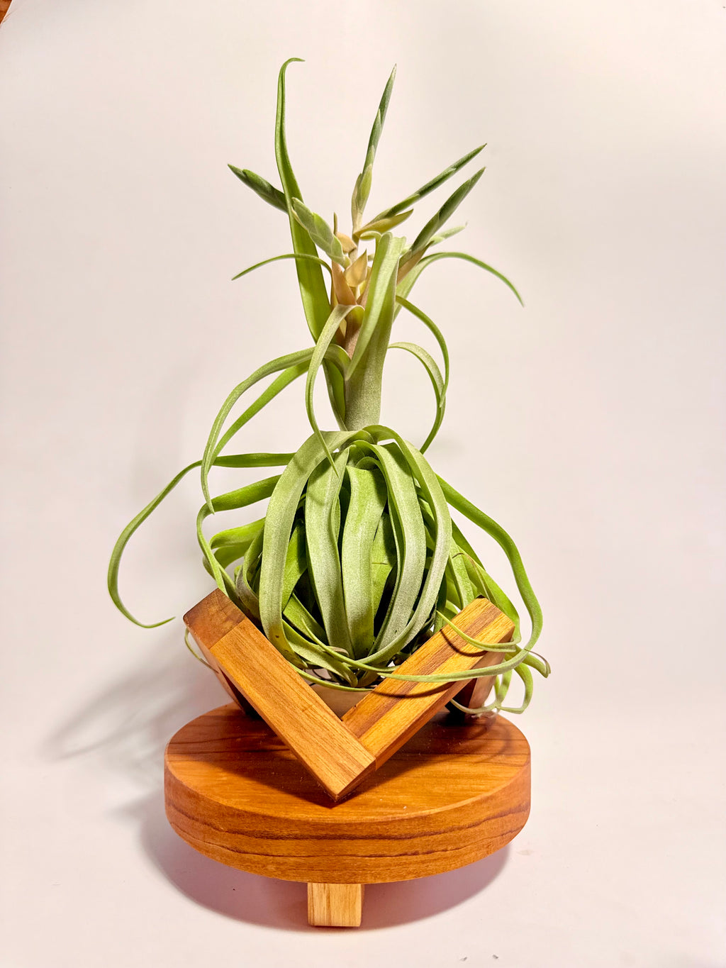 Tillandsia streptophylla + base teca