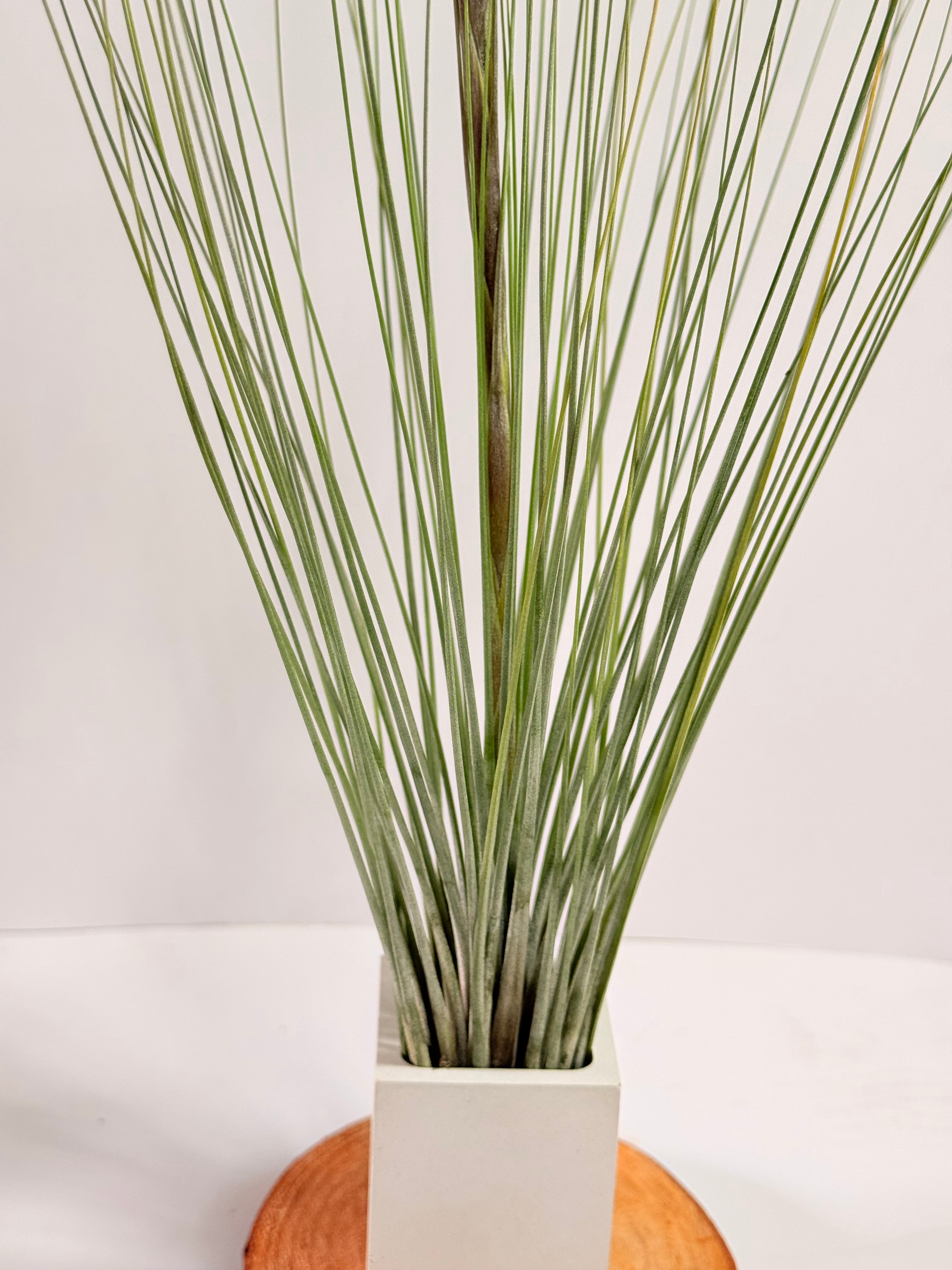 Tillandsia  Juncea + matera