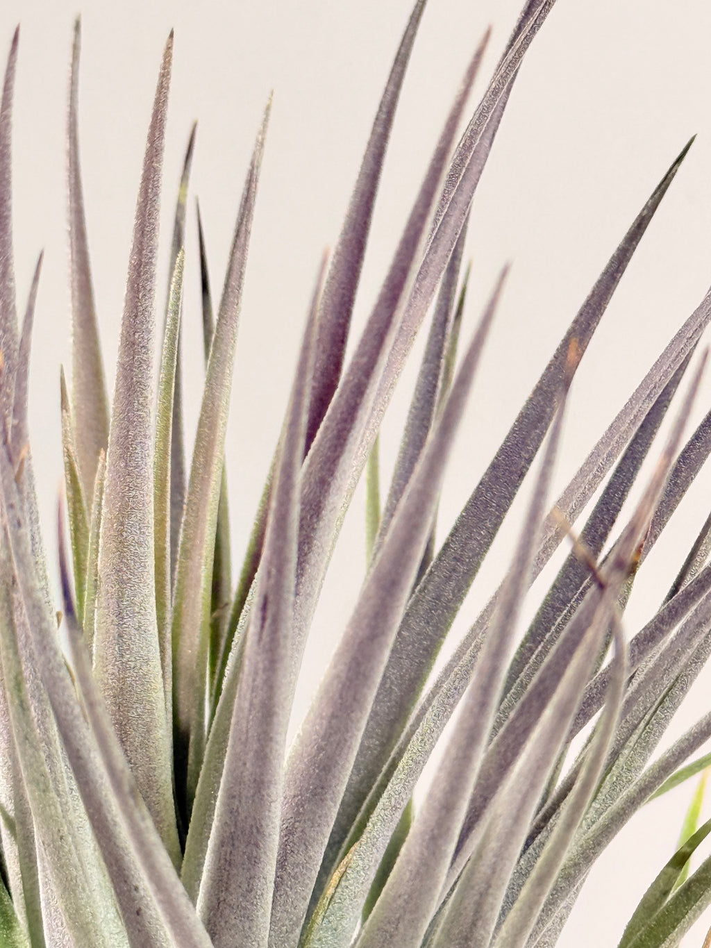 Tillandsia  Plagiotropica purple+ matera