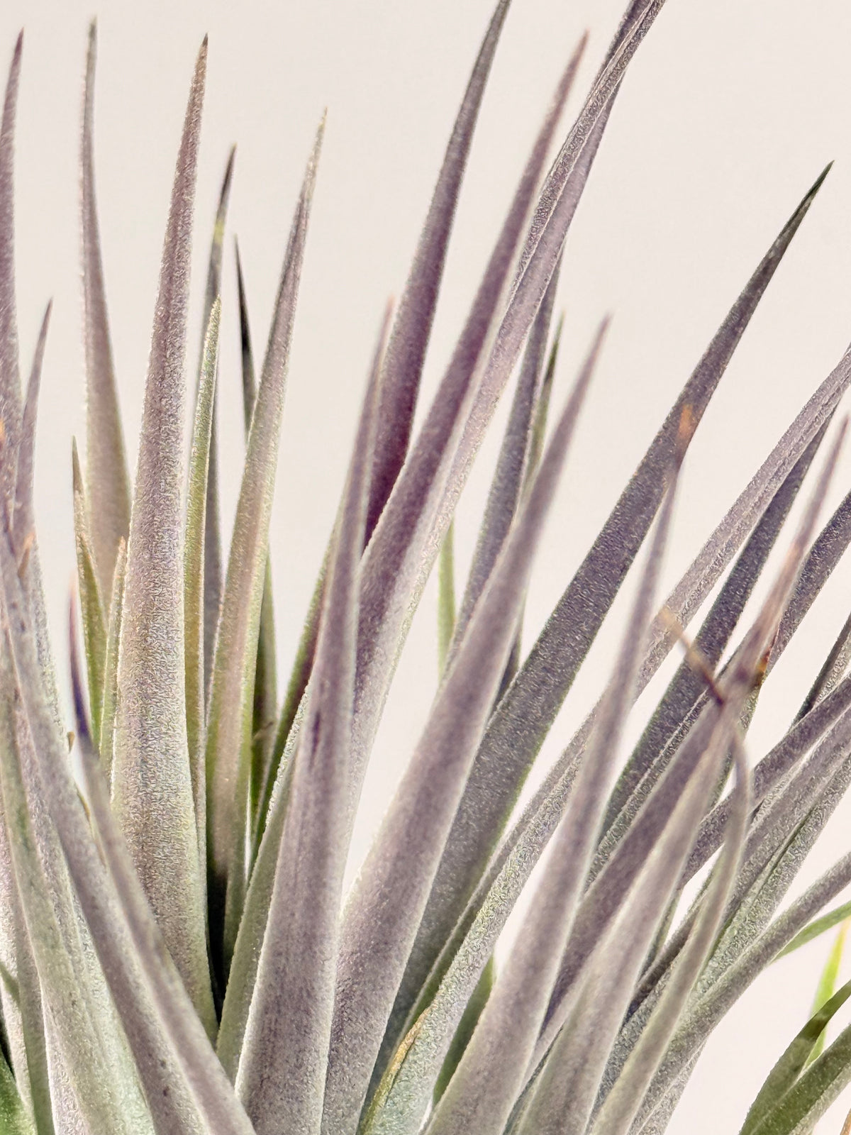 Tillandsia  Plagiotropica purple+ matera
