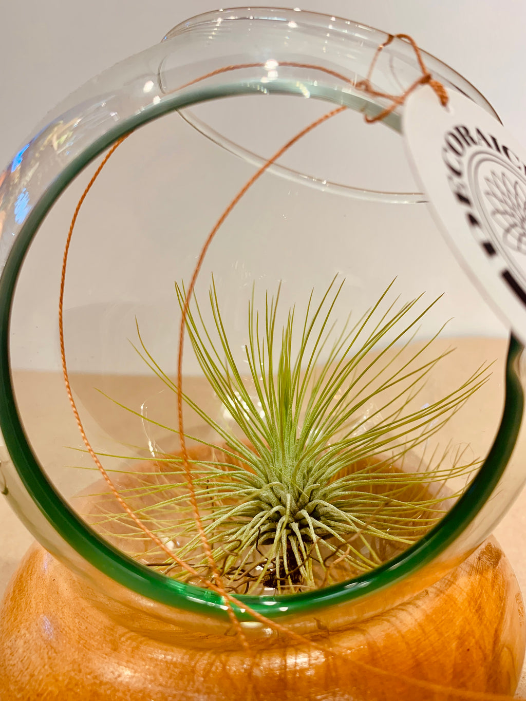 Till. Andreana terrarium D/V