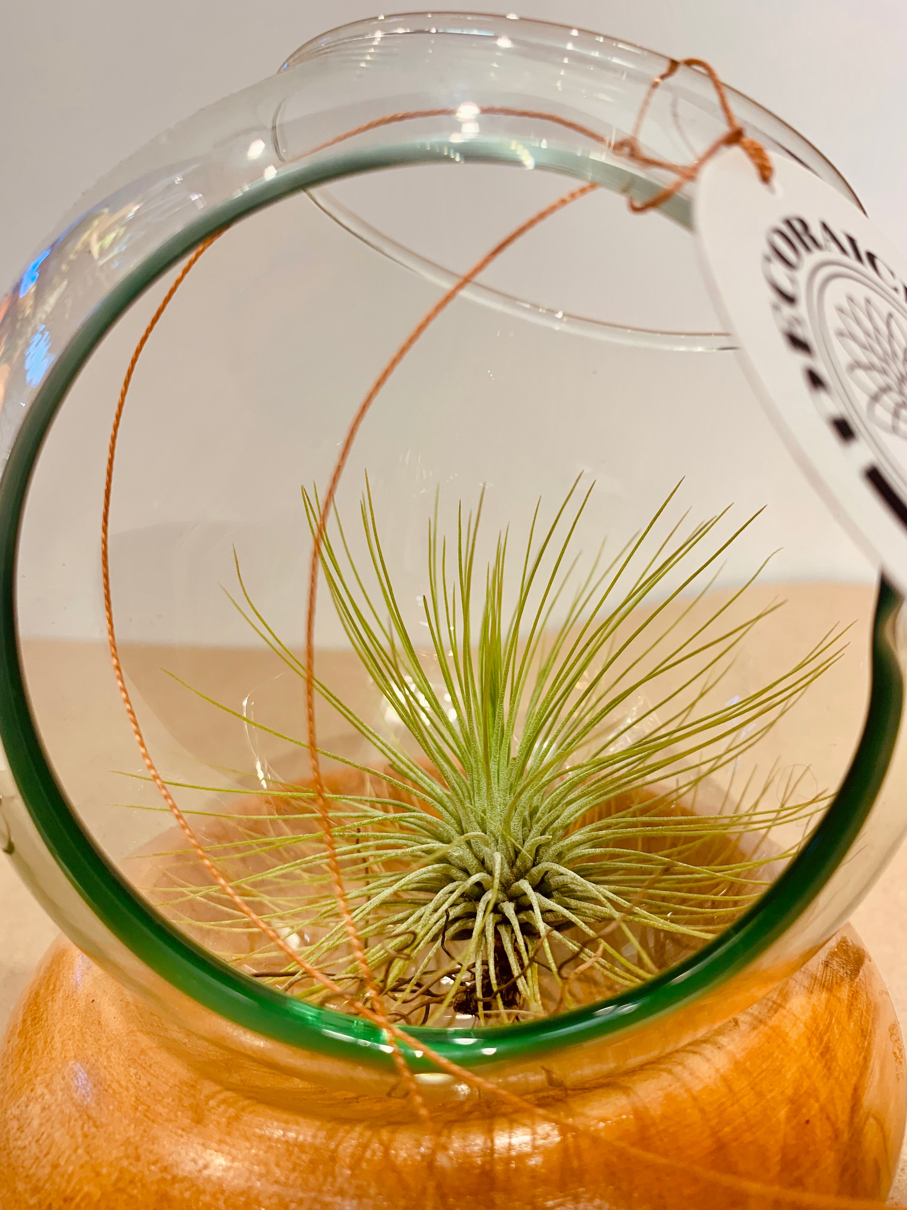 Till. Andreana terrarium D/V