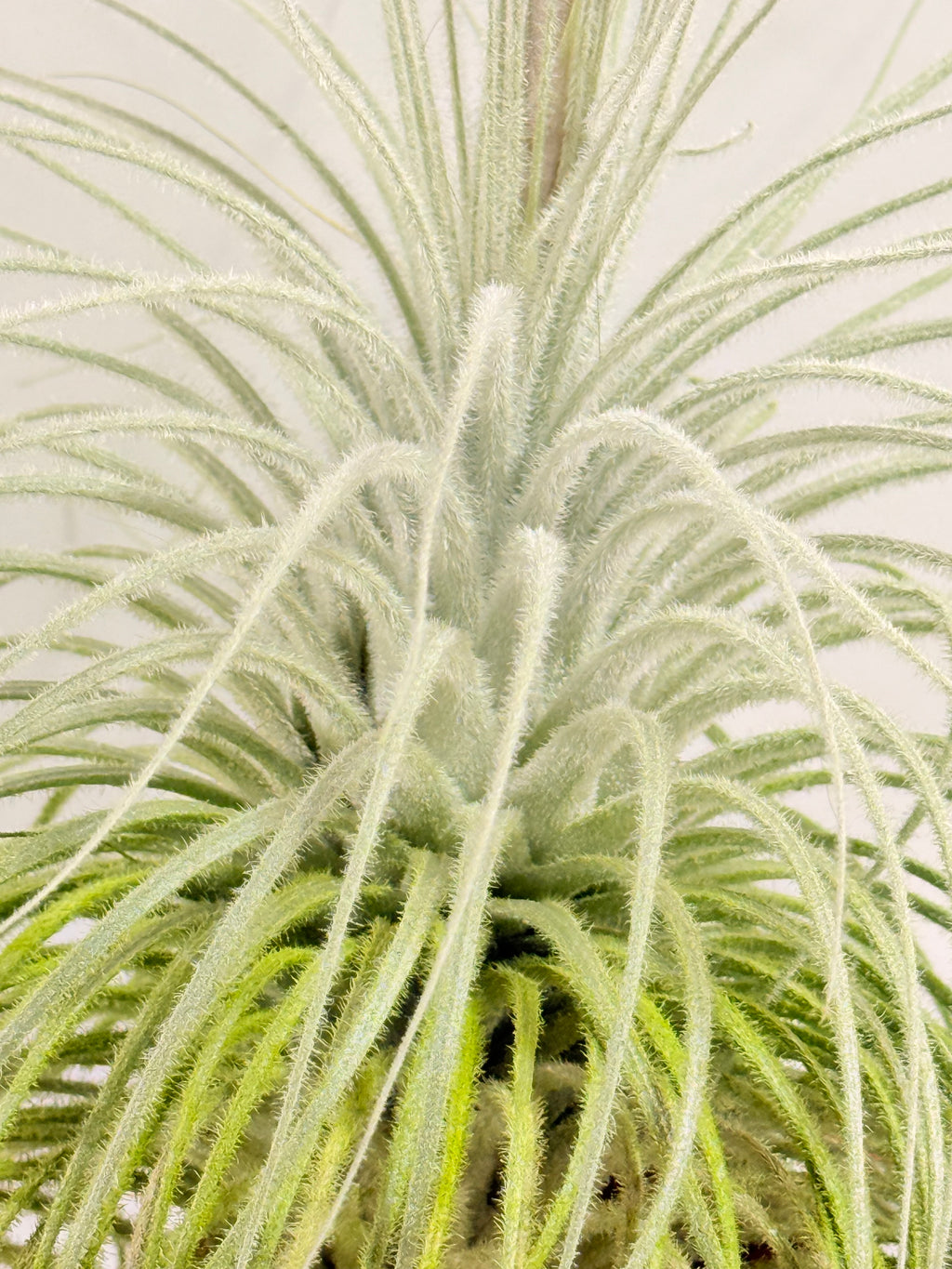 Till. Tectorum + base teca