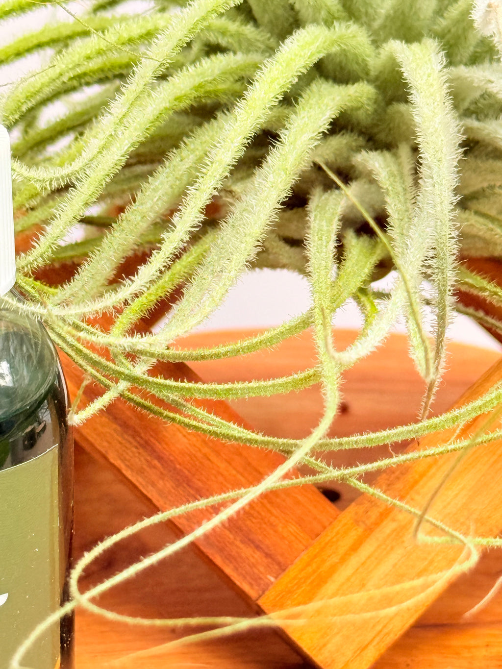 Kit Till. Tectorum + plant force + base madera teca