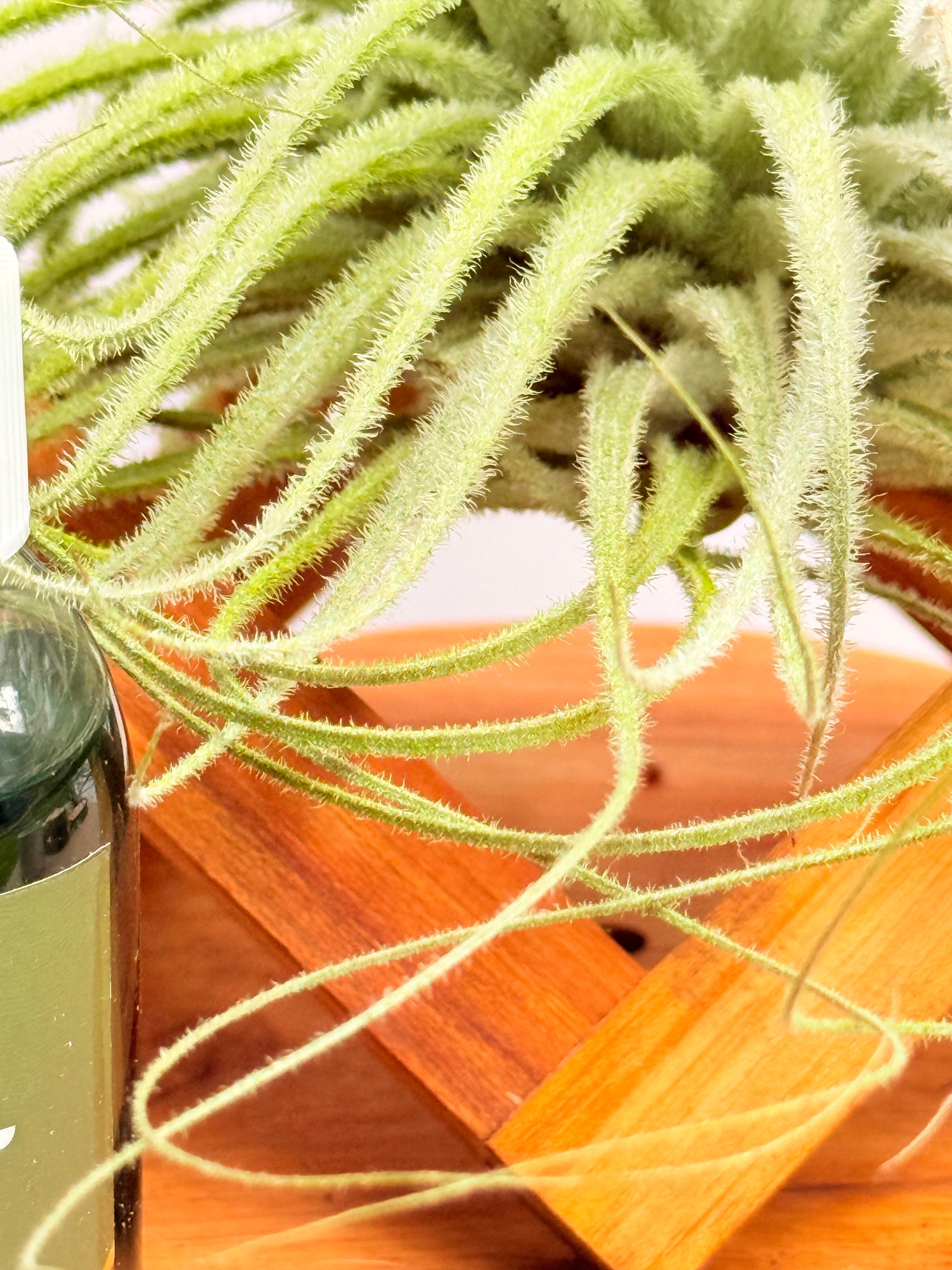 Kit Till. Tectorum + plant force + base madera teca