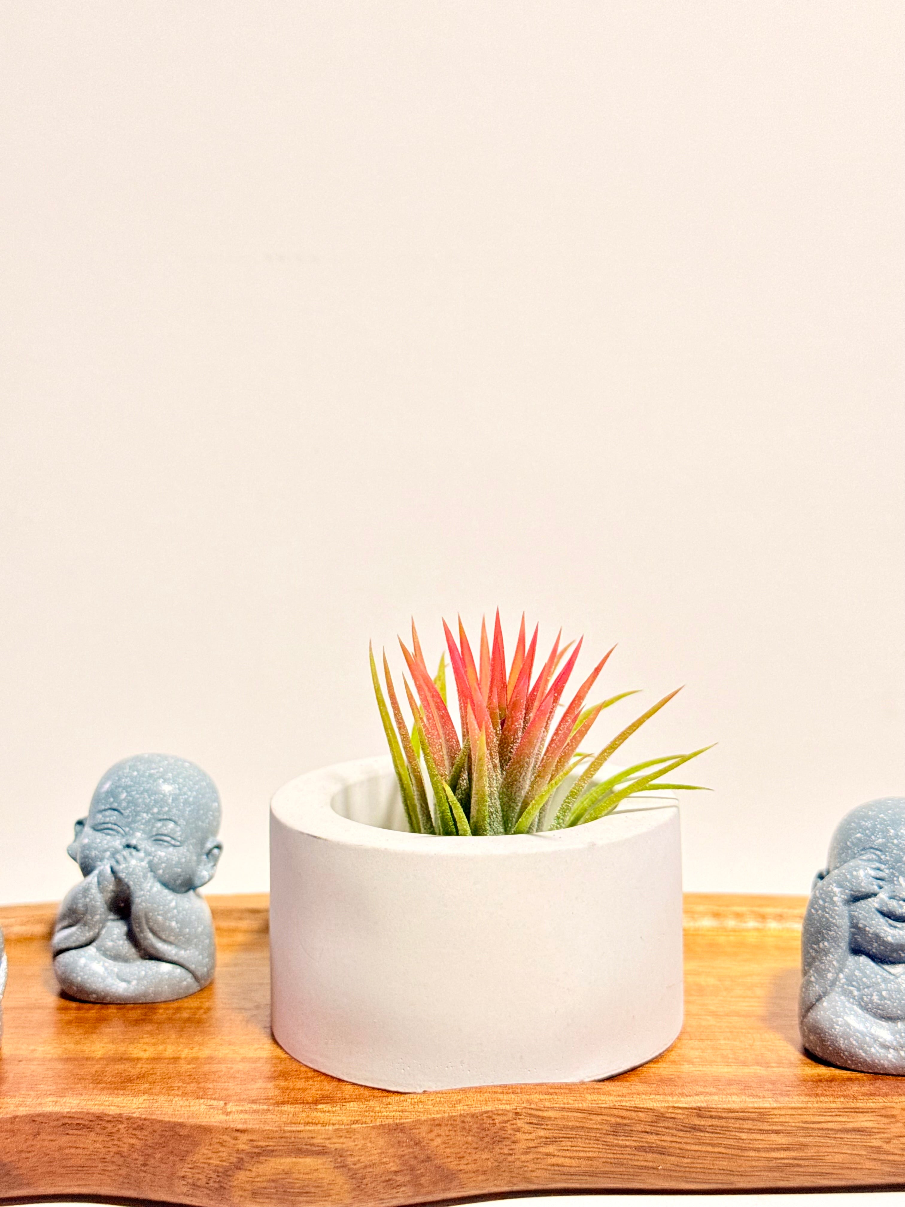 Budas de la sabiduría arreglo Feng Shui