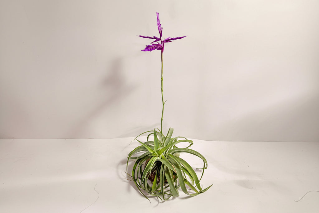 Tillandsia Cacticola regular form botón