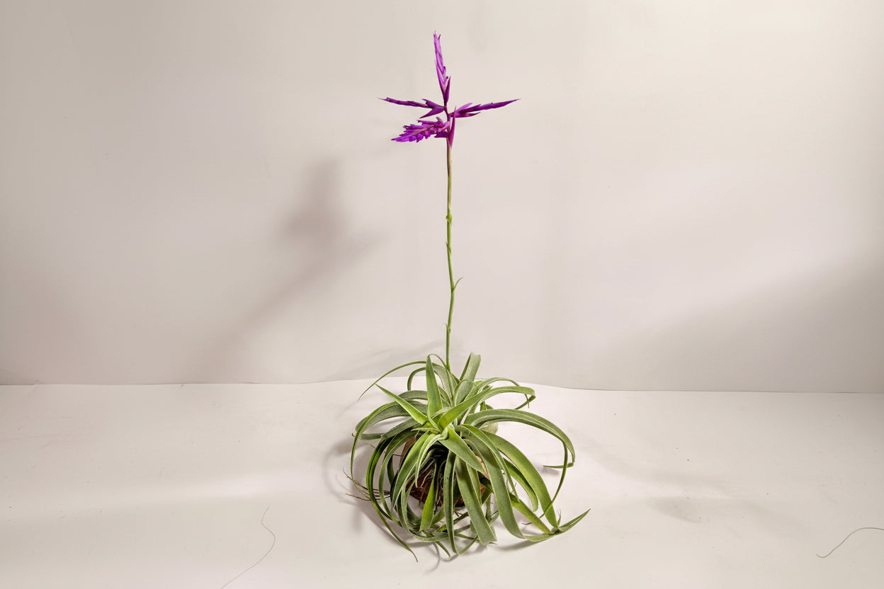 Tillandsia Cacticola regular form botón