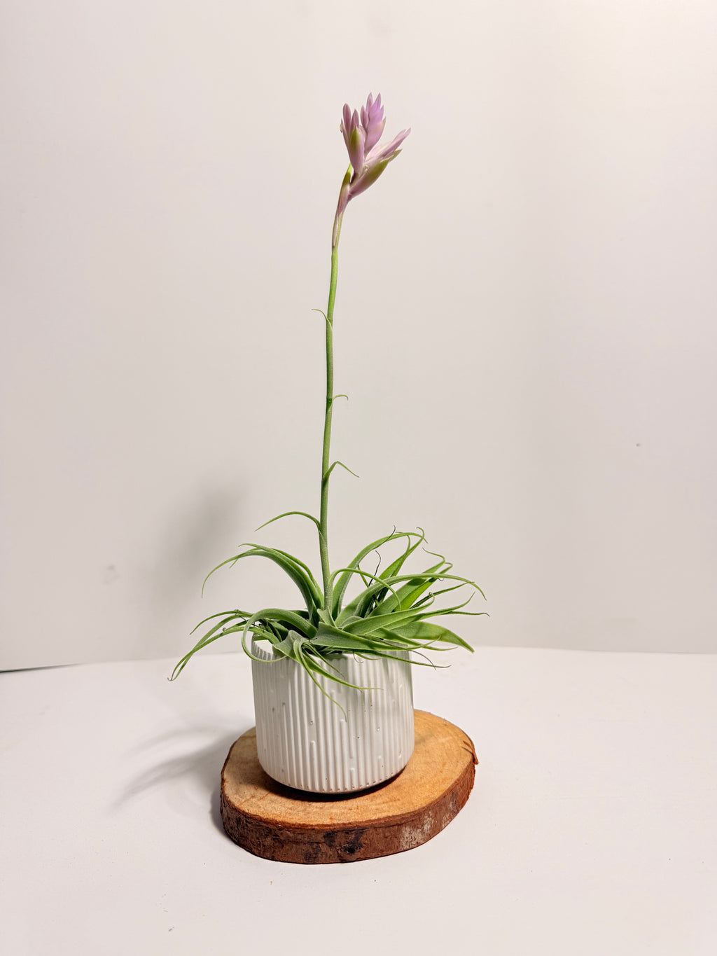Tillandsia Cacticola regular form botón