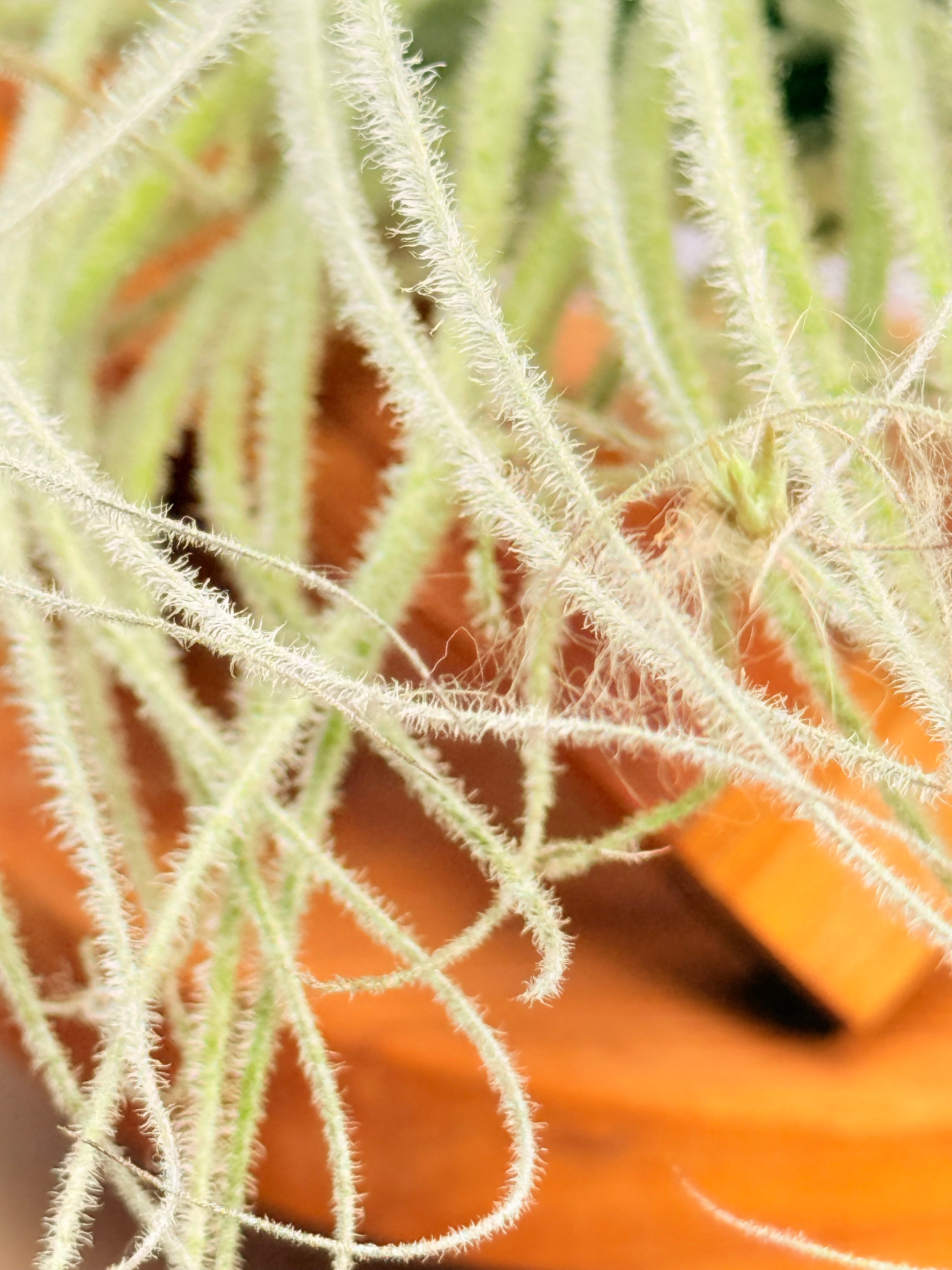 Kit Till. Tectorum + plant force + base madera teca