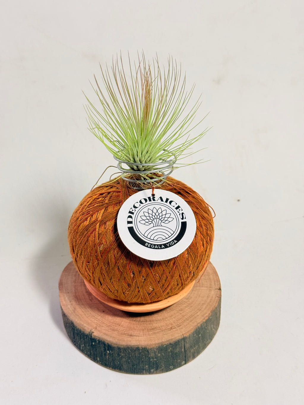 Till. Andreana mini + rodaja + kokedama espiral